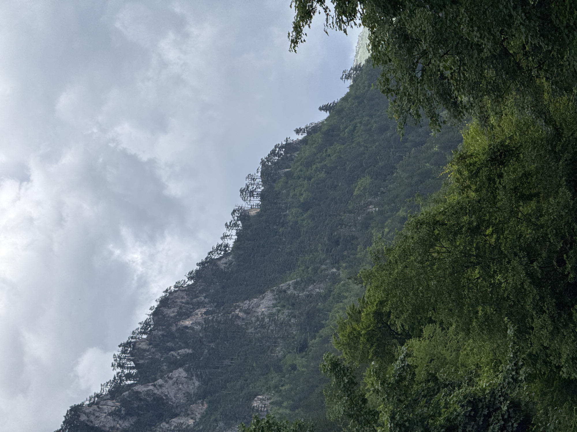 A photograph captures a steep, forested mountain slope under a cloudy sky. The mountain is covered in a dense coniferous forest, with patches of rocky terrain visible. Along the upper ridge of the mountain, several sparse pine trees stand out against the sky. In the foreground, a dense canopy of deciduous trees obscures the lower part of the mountain and the surrounding environment. The lighting suggests an overcast day, with muted colors and soft shadows. The image appears to be taken from a lower vantage point, looking up towards the mountain. There are no people or man-made structures visible in the frame.