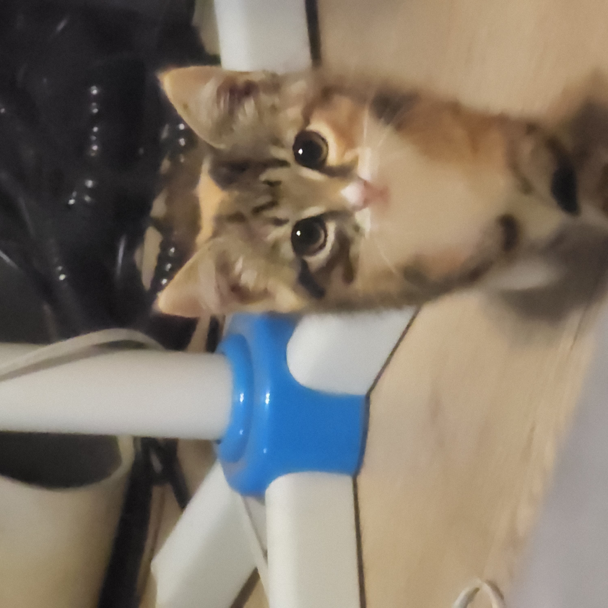 A close-up, slightly blurry image shows a calico kitten with large, dark eyes and a pink nose. The kitten is looking directly at the camera. It has patches of brown, black, and white fur. The kitten appears to be standing on a wooden floor. In the background, a white object with blue accents, possibly part of a piece of furniture or a toy, is visible. The overall lighting is dim, suggesting an indoor setting. The image does not contain any specific details that would allow for identification of its location within Moscow, Russia.