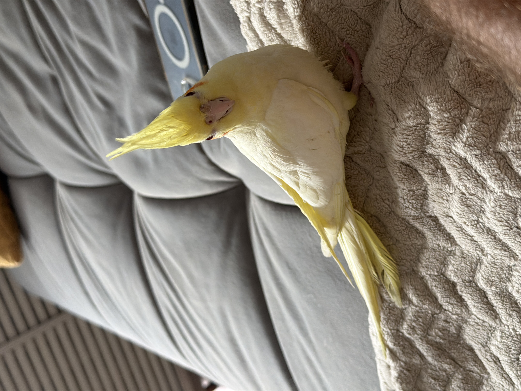 This media file shows a cockatiel resting on a textured blanket. The bird is predominantly pale yellow with a crest of feathers on its head and orange cheek patches. Its eyes are closed, and its body is relaxed, suggesting it is sleeping or resting. The bird's feet are visible, with one leg tucked underneath its body and the other extended slightly. The textured blanket appears to be light brown or beige, with a plush, fuzzy surface.
In the background, a portion of a gray sofa is visible, characterized by its creased fabric and a large, dark circular object with a white ring on it. The lighting suggests it is daytime, with natural light casting shadows on the blanket. The overall scene evokes a sense of domestic comfort and tranquility. There is no visible text in the image.