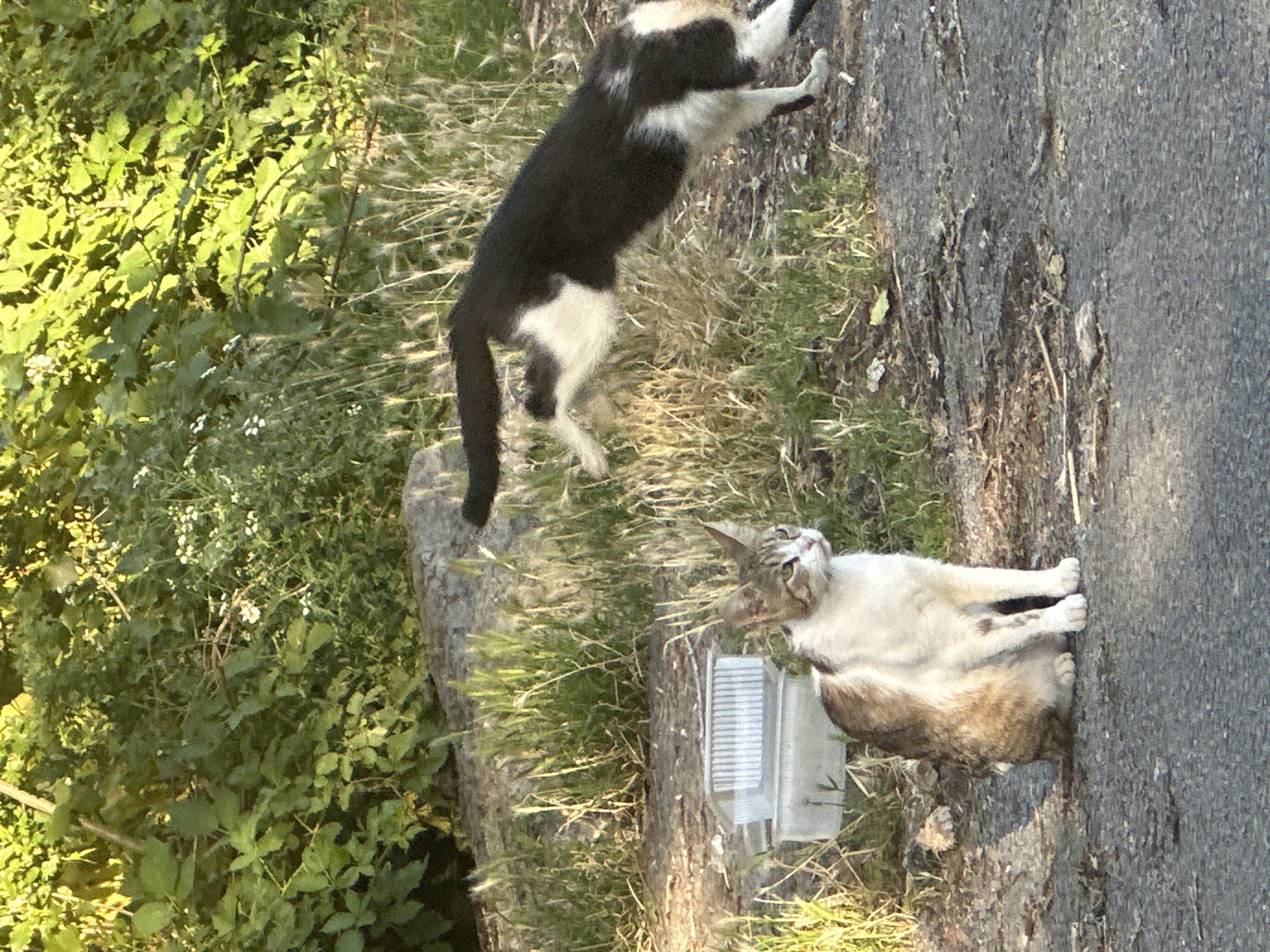 The image depicts two cats in an outdoor, urban environment, likely a park or a residential area, in Sofia, Bulgaria. In the foreground, a bi-colored cat with white and brown/gray fur sits attentively on a paved surface. Behind and to the right of the sitting cat, a black and white cat is captured mid-leap, its body stretched out in motion. The background consists of dense green foliage, tall grass, and a large rock. Two white plastic containers are visible on the ground near the sitting cat. The lighting suggests it is daytime, possibly late afternoon, given the warm hues and long shadows. The overall scene is candid, capturing a moment of natural animal behavior.