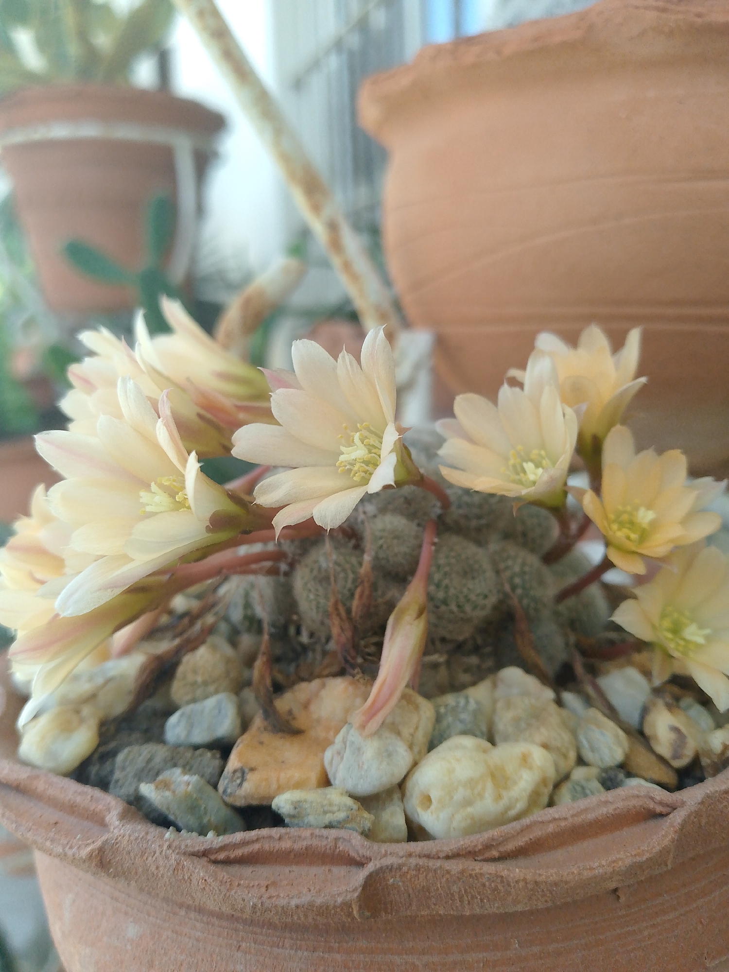 A close-up, eye-level shot focuses on a cluster of pale yellow cactus flowers blooming in a terracotta pot. The pot is filled with small, multi-colored pebbles and gravel. Several cacti bodies are visible beneath the flowers, appearing textured and somewhat fuzzy. The background is blurred, showing hints of other terracotta pots and a light-colored vertical object, possibly a stake or a support pole. The scene is set outdoors, likely in a residential area of Tinaquillo, Venezuela, given the context provided.