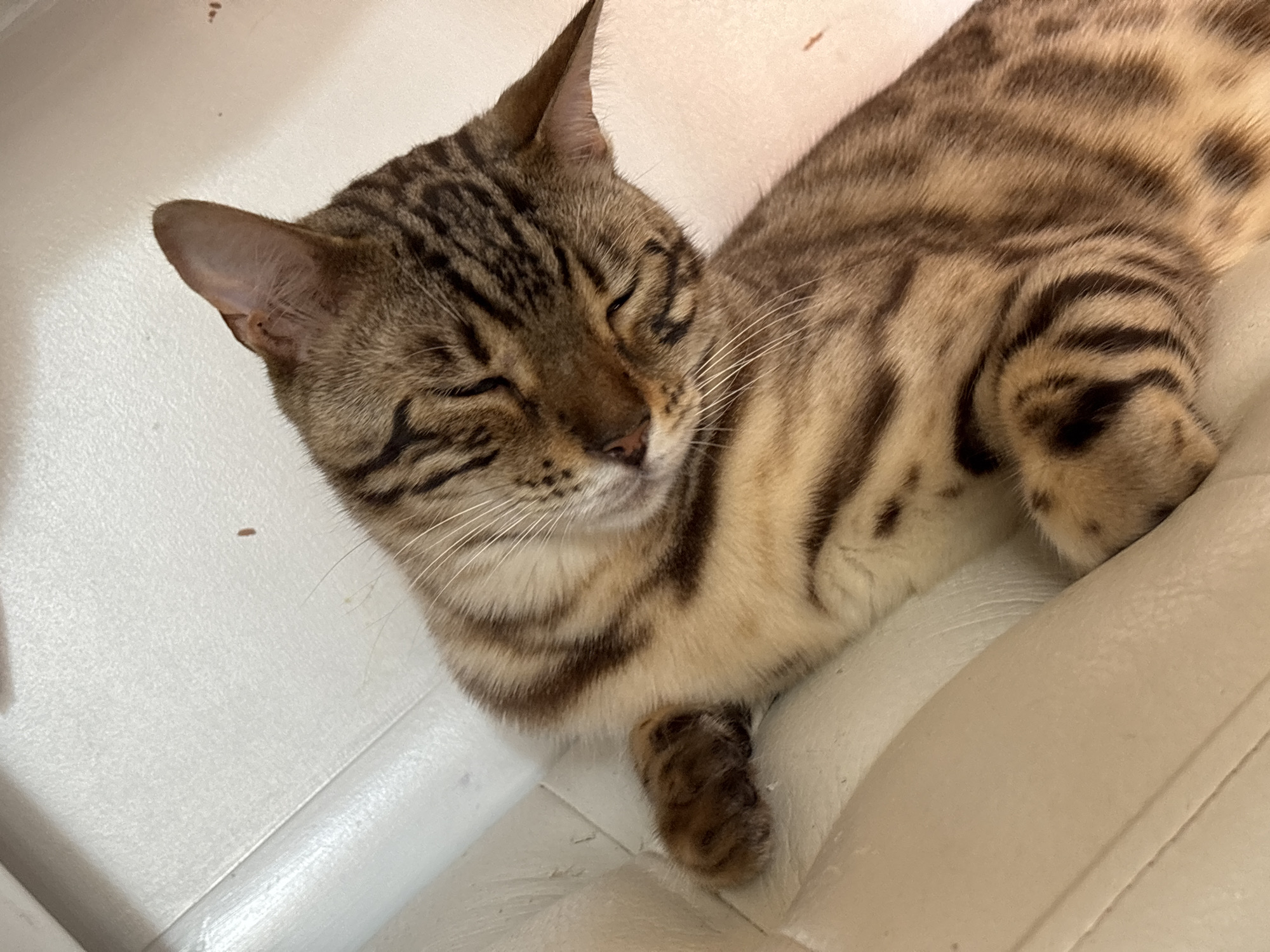 An outdoor, close-up, eye-level shot shows a Bengal cat sleeping on a light-colored, textured surface. The cat is in profile, facing right, with its eyes closed and head tilted down. Its fur is a mix of tan and dark brown stripes, characteristic of the breed. The background is a plain, textured surface that appears to be a wall or furniture, with a few small dark specks and a faint horizontal line. The lighting is bright, casting soft shadows. The image was taken in the city of Noviy, Russia.