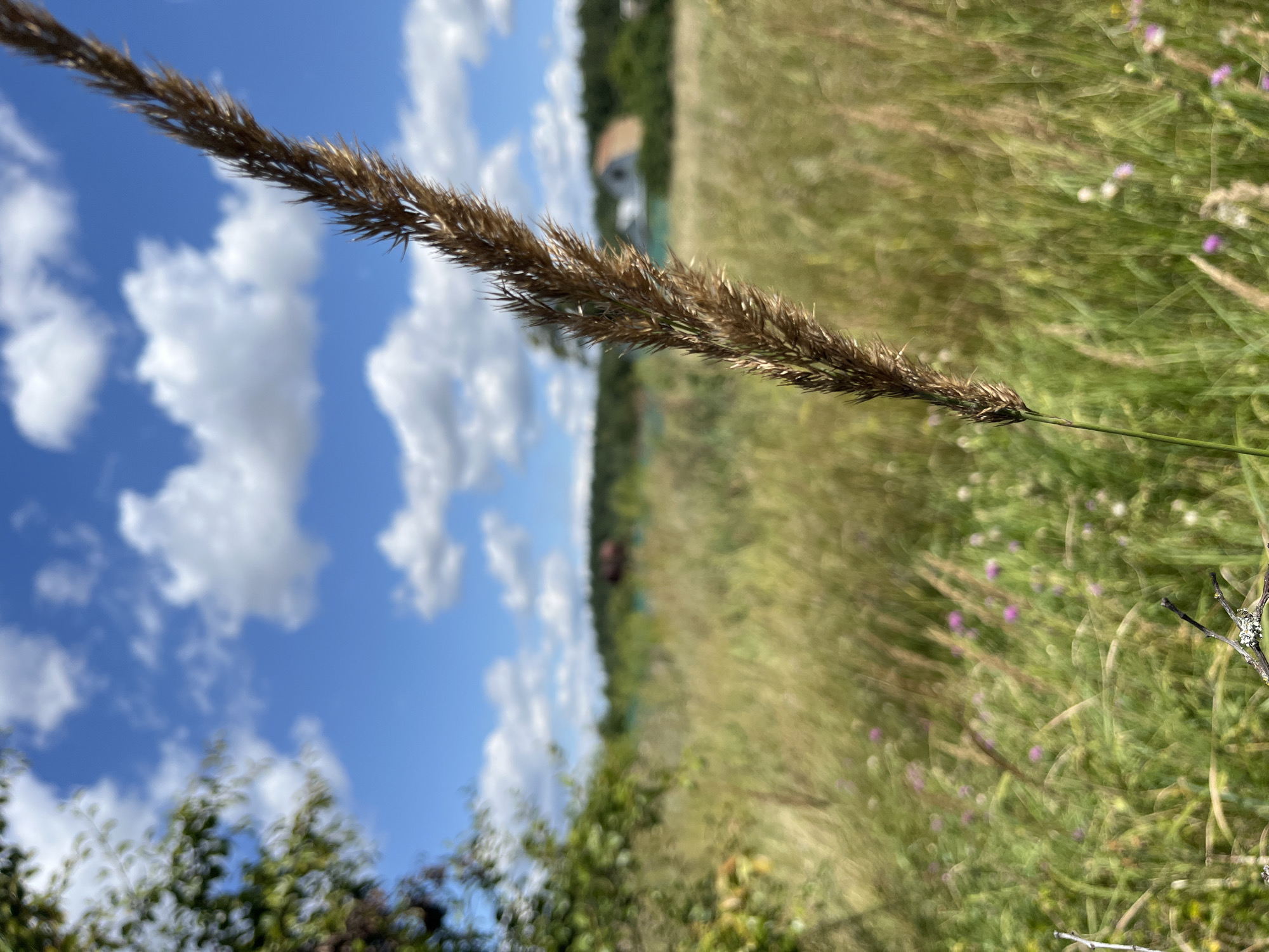 A close-up, eye-level, vertical, outdoor shot captures a dry stalk of grass in the foreground, with its seed head pointing diagonally upwards from the bottom right to the top right. The grass stalk is brown and feathery, in sharp focus. The background is a blurred landscape of a field on a sunny day, featuring green and golden tall grasses and small purple flowers. In the distance, a line of trees forms a horizon, with several houses visible amongst them. The sky above is a vibrant blue with scattered white, puffy clouds. The location is the city of Fedorovka, Russia. There are no people or animals present in the image, nor any discernable actions or interactions taking place.