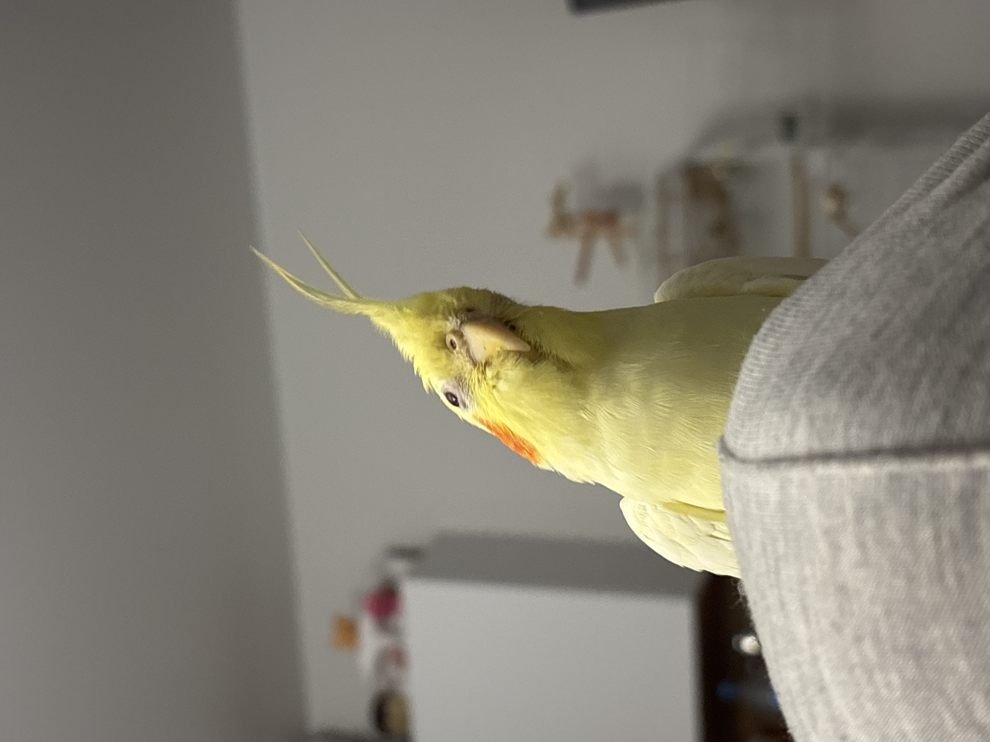 A pale yellow cockatiel is perched on a gray-colored garment, possibly a sleeve, with its head tilted downwards. The bird has orange markings on its cheek, a light-colored beak, and a distinct crest on its head. The background shows a blurred interior setting with a white cabinet and indistinct objects in the distance. The location in Krasnoyarsk, Russia, cannot be determined from the visual information provided.