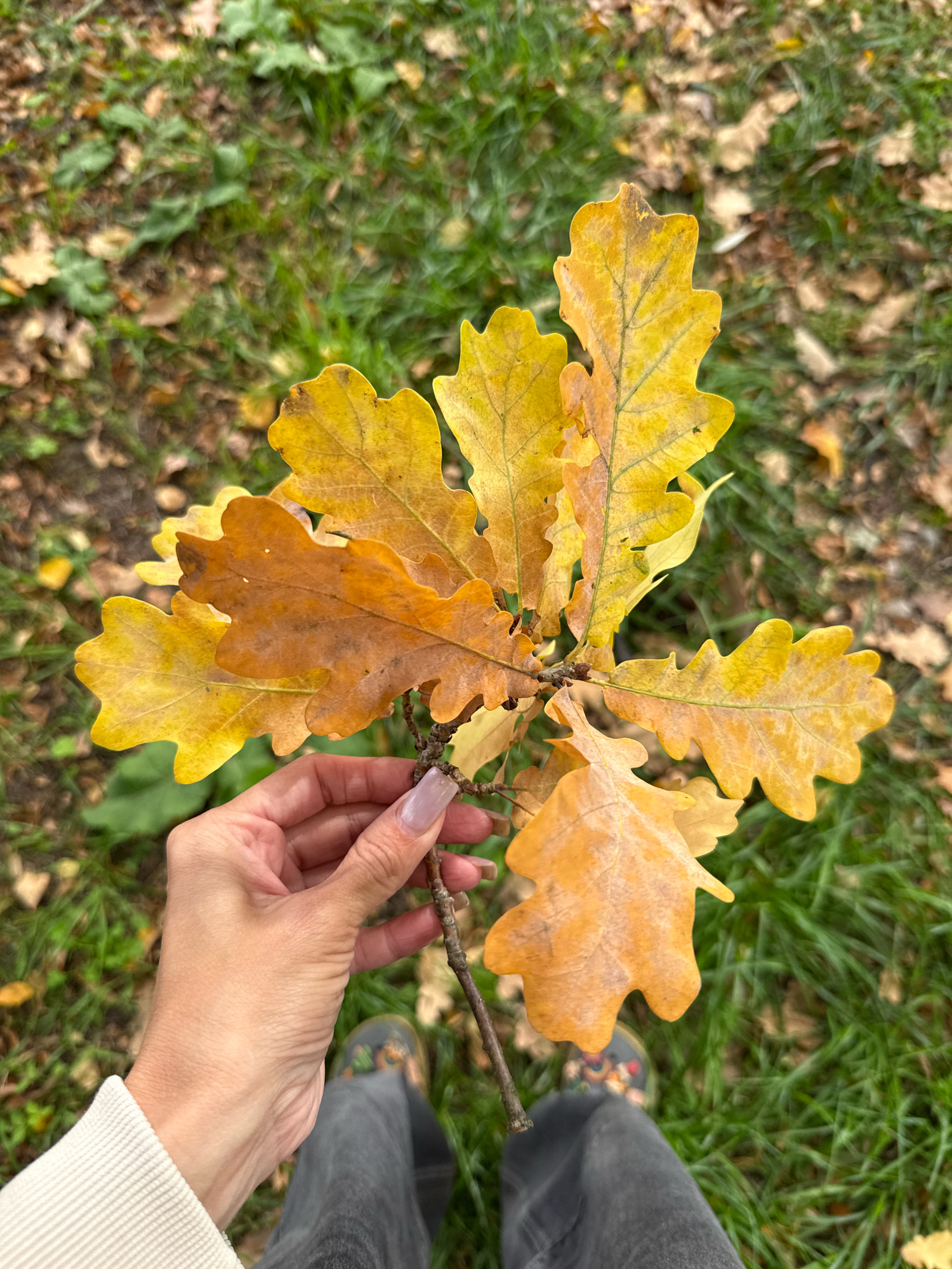 A person's hand, with light skin and clear nail polish, holds a small branch with several fallen oak leaves. The leaves are a mix of yellow and brown, with visible veins. The background consists of green grass, interspersed with fallen leaves and twigs, suggesting an outdoor, natural setting, possibly a park or forest floor. The image is taken from a first-person perspective, showing the lower part of the person's legs, clad in dark gray jeans and patterned shoes. The location is specified as Rusanovo, Russia.