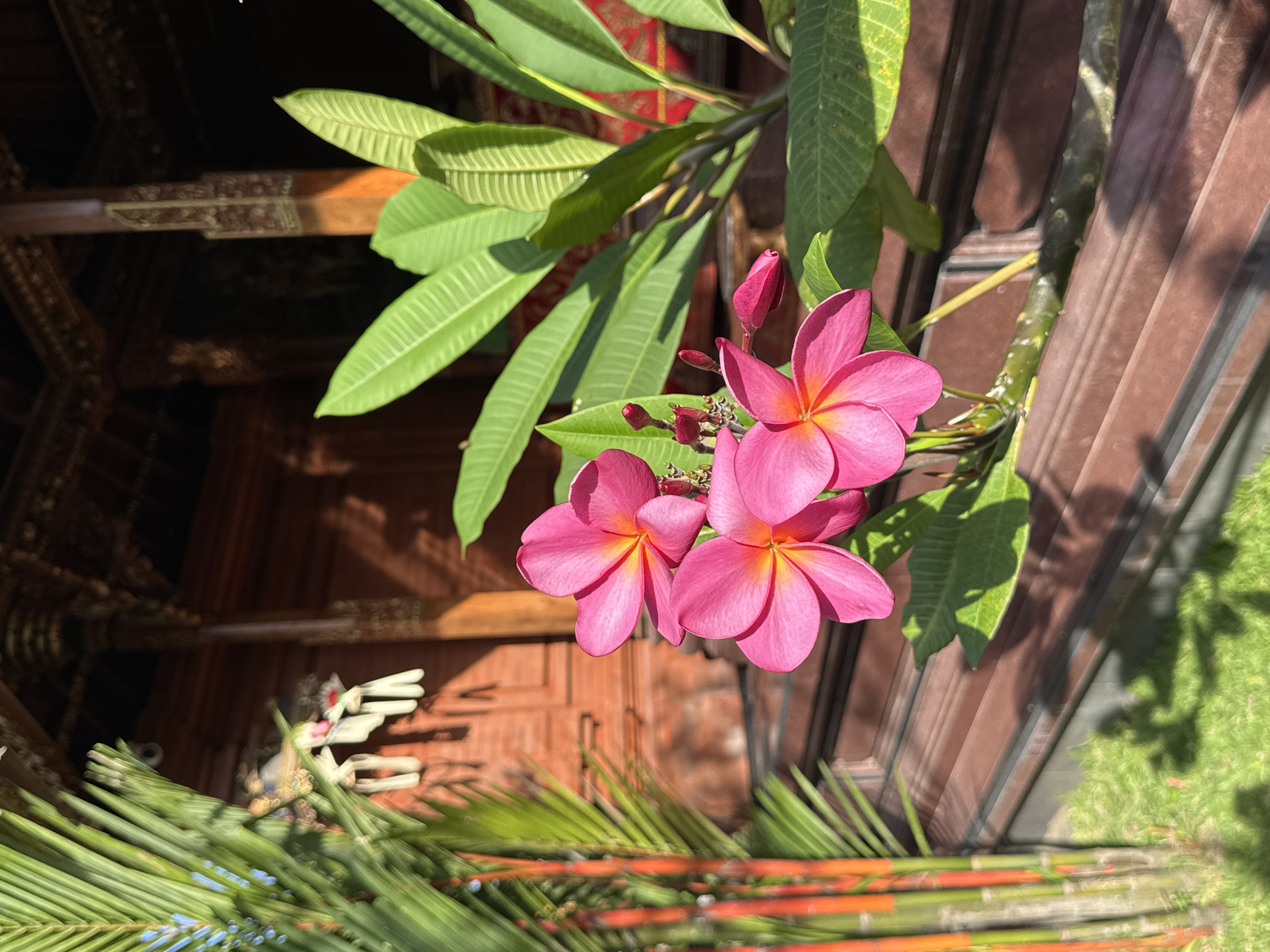 In North Kuta, Indonesia, a close-up shot captures three vibrant pink frangipani flowers in full bloom, their petals unfurling to reveal a gradient of yellow at their centers. These blossoms are the primary focus, positioned slightly off-center to the left of the frame. Behind them, lush green leaves create a soft backdrop, their veins clearly defined. To the left of the flowers, a cluster of tall, slender plants with reddish-orange stems and thin, green fronds adds a vertical element to the composition.
The background reveals a traditional Balinese architectural structure. The warm, reddish-brown wood of the building is visible, featuring ornate carvings and pillars, suggesting a temple or a finely crafted house. A white, decorative hanging, possibly part of a religious offering or decoration, dangles from the eaves of the structure on the left side. The sunlight casts distinct shadows from the plants and flowers onto the dark brown, slatted surface that extends across the lower portion of the image, and also onto the green grass visible in the bottom left corner. The scene is bathed in natural, bright sunlight, indicating it was taken during the daytime. No people are visible in the frame.