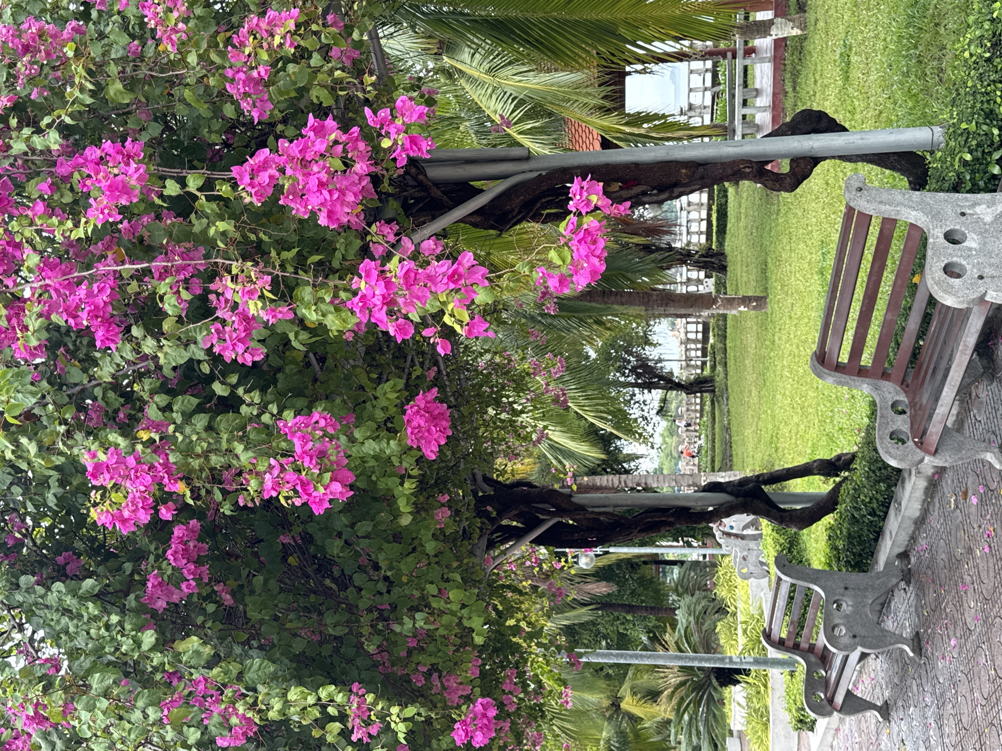 A horizontal outdoor shot shows a park setting with pink bougainvillea flowers in Bac Nha Trang Ward, Vietnam. The bougainvillea is on the left, its flowers in full bloom. Behind the flowers, palm trees and other greenery are visible.
On the right, two stone benches with wooden slats face away from the camera. A paved walkway with a patterned design is in the foreground, with scattered pink petals. In the background, a grassy lawn stretches out, with more trees and a glimpse of buildings in the distance. A grey metal pipe runs through the trees. The scene is bathed in natural light.