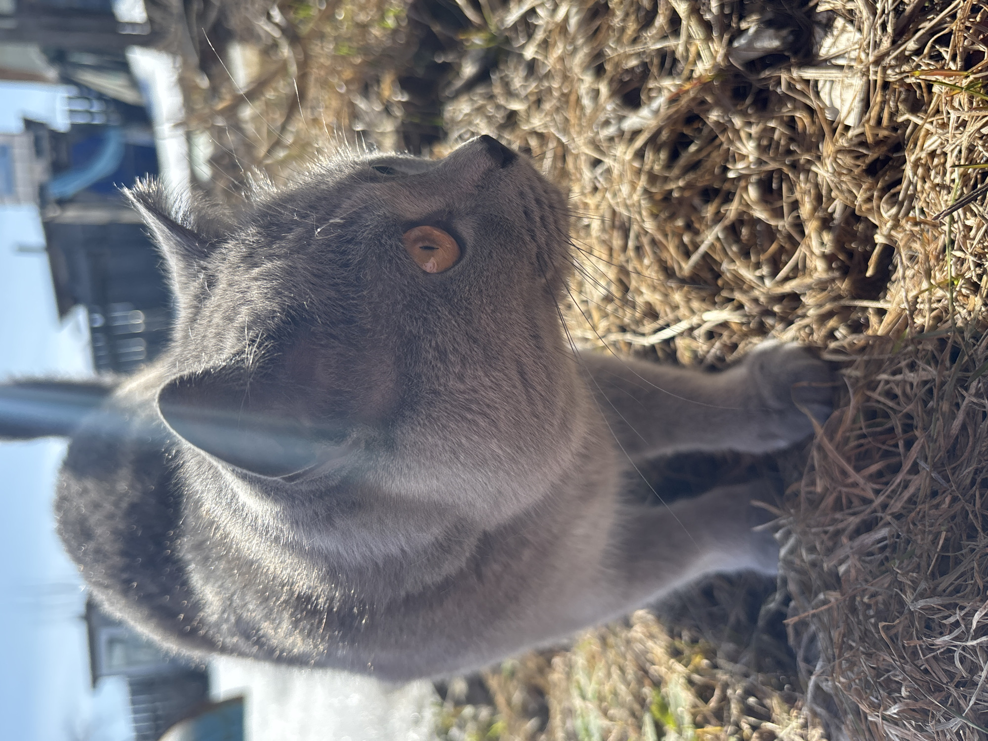 A gray cat with yellow eyes is shown in a close-up, upward-tilted view. The cat is positioned in a patch of dry grass or straw, with some buildings and a bright sky visible in the blurred background, suggesting an outdoor setting. The location is stated as being in Фоки, Russia. The cat is looking upwards.