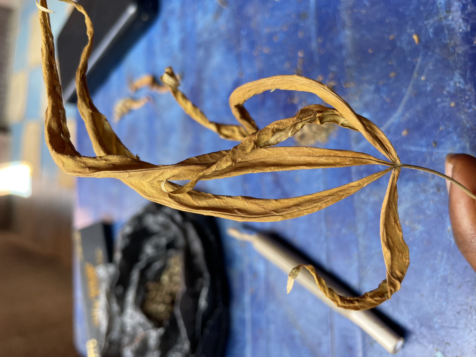 A close-up, vertical shot features a dried, yellowish-brown leaf held by a person's fingers against a textured blue background. The leaf is the central subject, prominently displaying its palmate structure with several elongated, curled, and withered lobes radiating from a central stem. Its brittle, dry appearance suggests it has been detached from its plant for some time.
A dark-skinned thumb and forefinger are visible on the right side of the frame, gently gripping the stem of the leaf. The background consists of a vibrant blue surface, possibly a plastic table or mat, with a slightly rough texture and hints of lighter blue speckles.
In the blurred background, several objects are discernible. To the lower left, a crumpled black item, possibly a bag or container, holds a scattering of granular, light brown material, which could be dried plant matter. Adjacent to this, in the lower right background, lies a light grey or white cylindrical object resembling a rolled cigarette or a similar implement. Further back and slightly out of focus, a dark, rectangular object, possibly a mobile phone or a small box, is partially visible.
The scene, set in Nkpor, Nigeria, captures a moment of handling this particular dried botanical specimen, hinting at a potential preparation or examination of plant material. The lighting appears natural, suggesting it is daytime. No specific emotions are conveyed, and no legible text is visible on any of the objects.