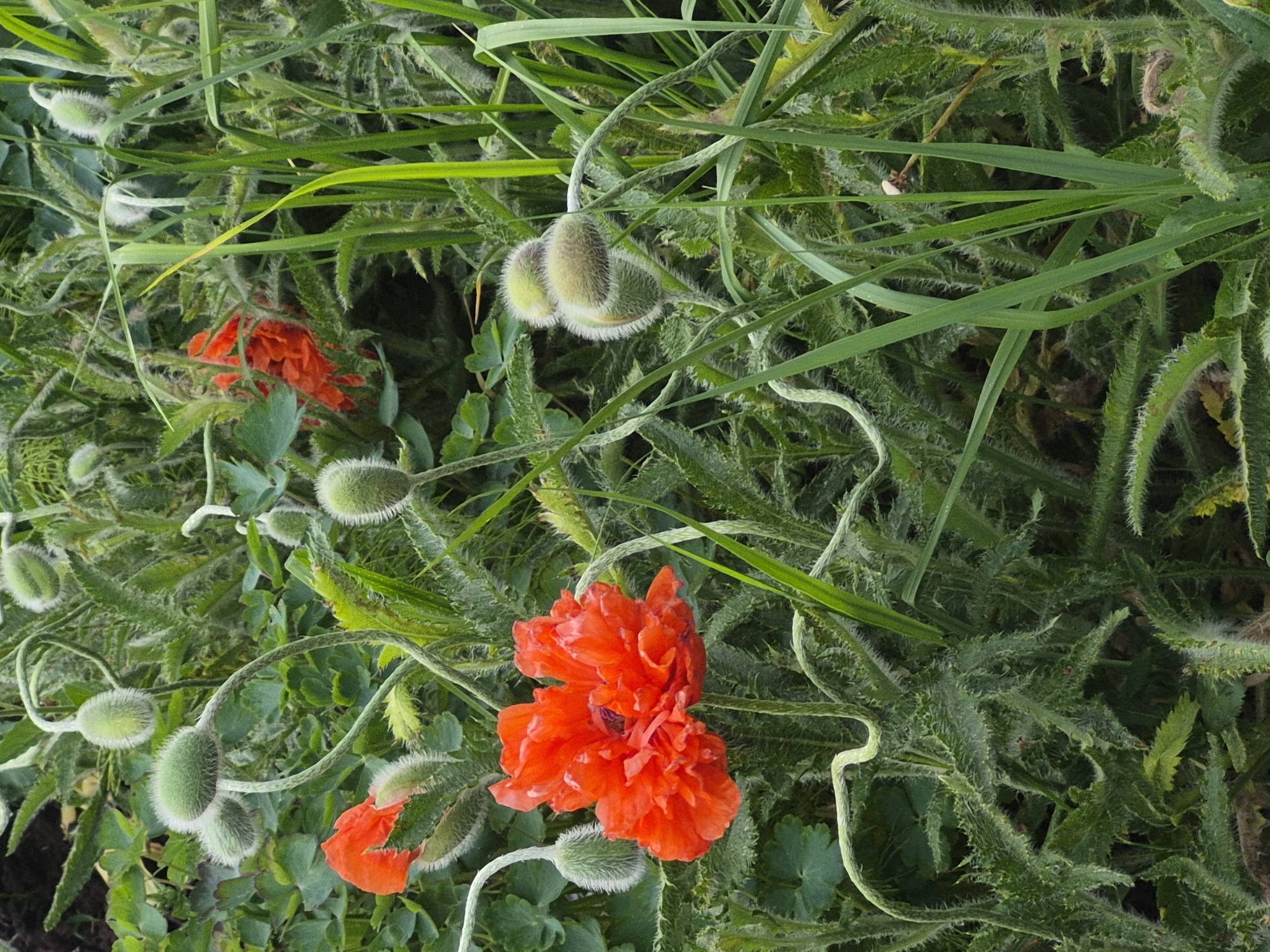 The image shows a patch of poppies, with both blooming flowers and closed buds. The flowers are a vibrant red. The buds are covered in soft, white hairs. The poppies are surrounded by grass and other green vegetation. The location is Chaikovsky, Russia.