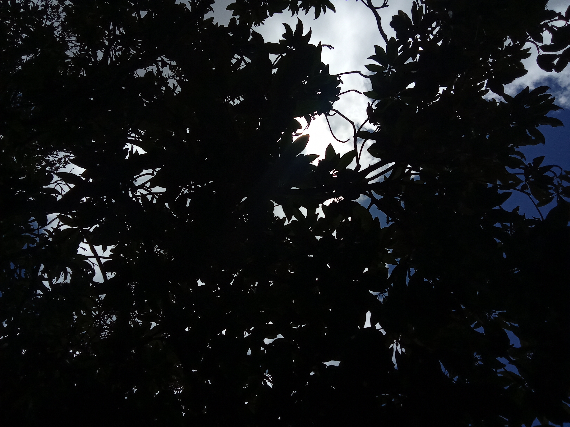 The image shows a low-angle view of dense foliage silhouetted against a bright sky. The leaves are dark and appear to belong to a tree. The sky visible through the gaps in the foliage is a mix of light gray and dark blue, suggesting clouds and possible variations in lighting. The location is provided as Juan Griego, Venezuela, but this cannot be verified from the visual content alone.