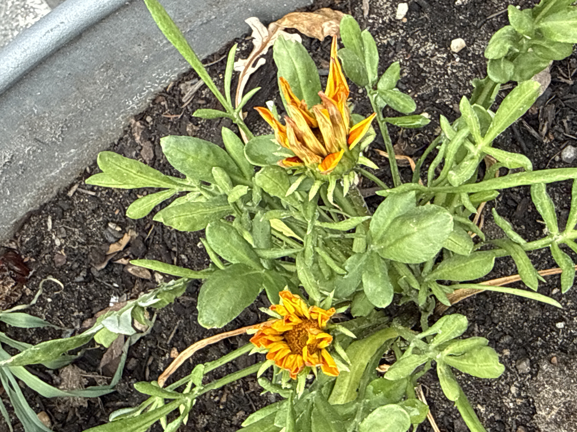 This is a close-up, eye-level photograph of a small plant with several orange and yellow flowers. The plant is growing in dark soil, possibly in a garden bed or planter. The flowers are the main subjects, with some appearing to be in bloom and others in bud. The bloom in the foreground is mostly open, showing a center of brown and yellow petals. Another bloom, slightly higher and to the left, is still largely closed, with the orange petals tightly furled. The leaves of the plant are green and somewhat elongated, with a slightly fuzzy texture. Some dead, brown leaves are also visible on the plant and in the soil. In the upper left corner of the image, a portion of a gray, textured object, likely the rim of a planter or raised garden bed, is visible. The lighting suggests it is daytime, possibly overcast or in shade, as there are no strong shadows. The overall impression is one of a plant in a natural setting, likely a garden in Rathenow, Germany. No people, text, or specific events are depicted.