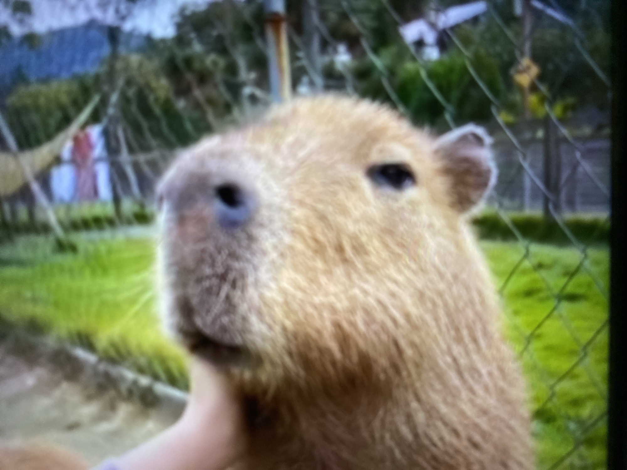 A close-up shot of a capybara's face with a hand touching its neck. The capybara has light brown fur, small ears, dark eyes, and a large nose. In the background is a blurred scene with green grass, a wire fence, and what appears to be a building and a yellow sign post. The location is in Tinaquillo, Venezuela.