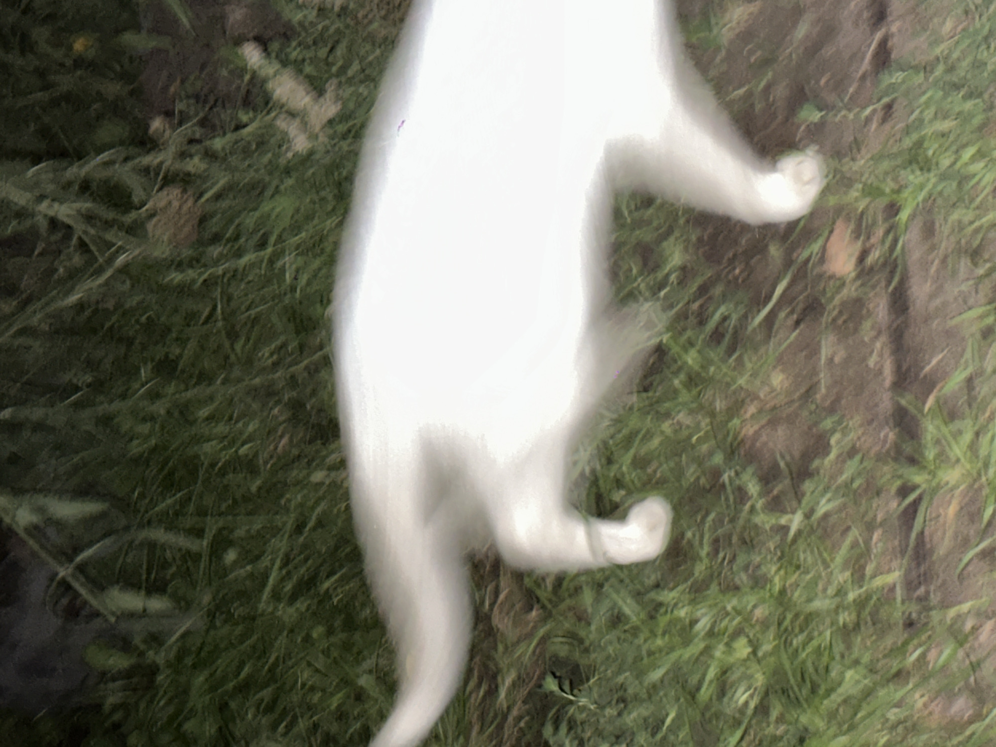 The image depicts a blurry, white cat in motion, lying or walking on grass. The cat's body is elongated due to motion blur. The environment appears to be outdoors, with green grass and some dirt visible. There is no discernible indication of the cat's location within the city of Biysk, Russia.