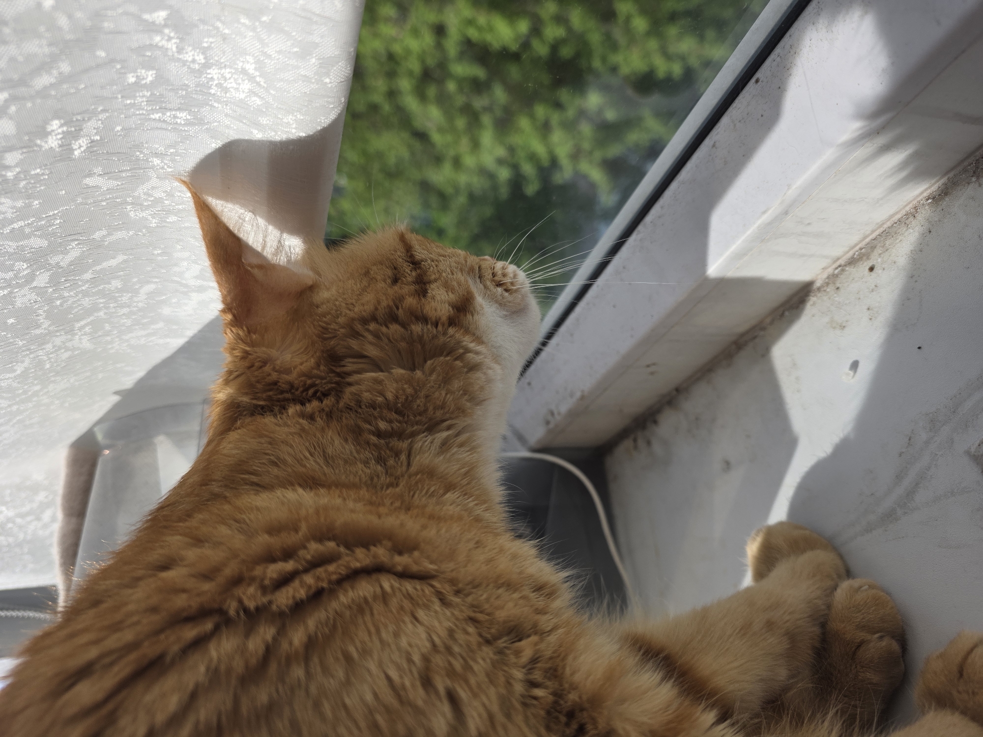 An orange tabby cat is lying on a white windowsill, looking out the window. A white curtain is partially obscuring the view of green foliage outside. The windowsill appears to be dirty. The location is implied to be Chaikovsky, Russia.