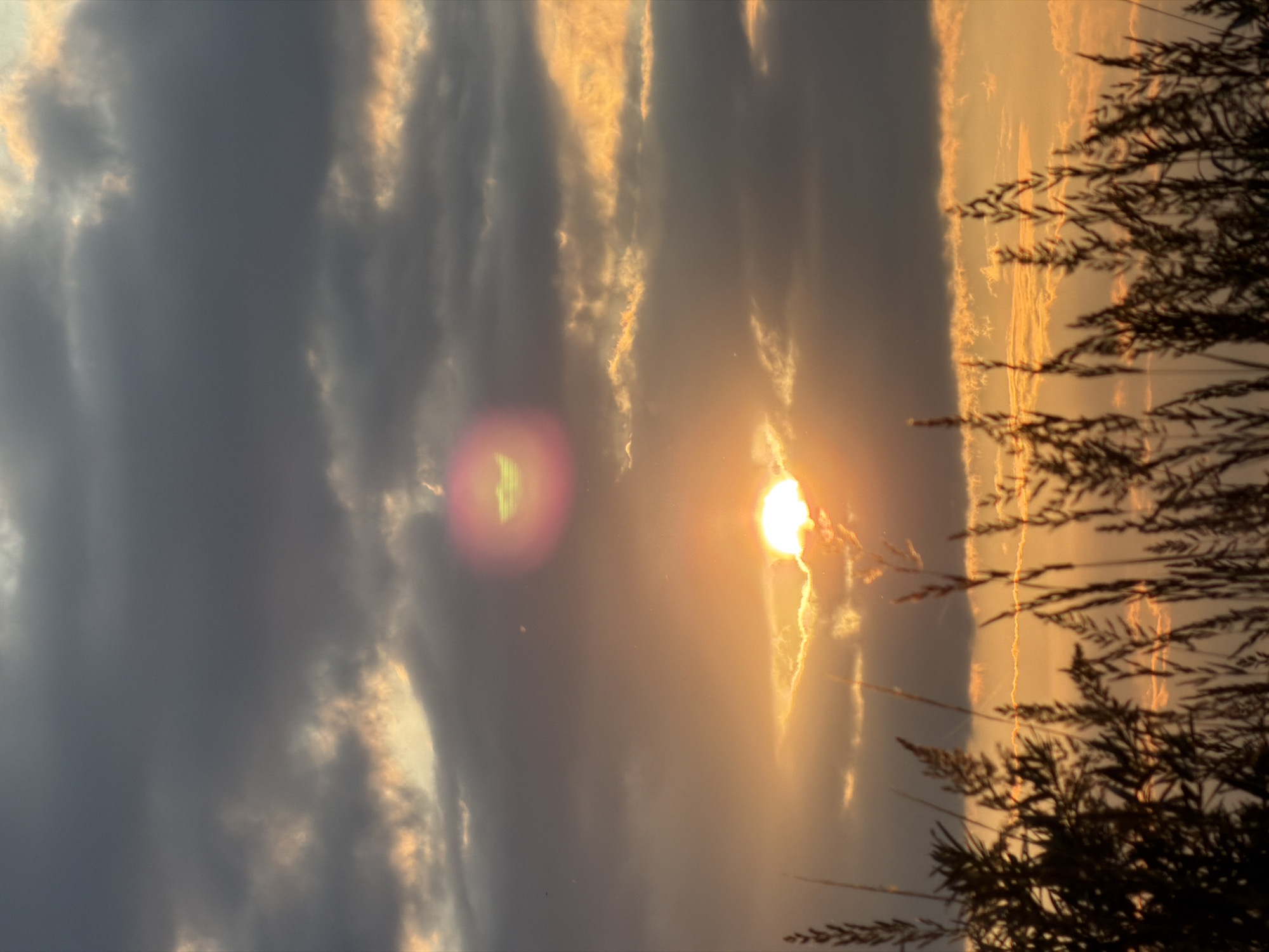 A low-angle, full shot captures a sunset over a field of tall grasses in Tarasovo, Russia. The sky is dominated by a mix of dark gray clouds and patches of warm orange and yellow light from the setting sun. The sun itself is partially obscured by clouds, appearing as a bright, luminous orb. In the upper portion of the sky, a lens flare creates a circular, pink and green halo. In the foreground, silhouettes of dark green foliage and brown dried grasses are visible against the brightly lit sky, creating a naturalistic and serene scene.