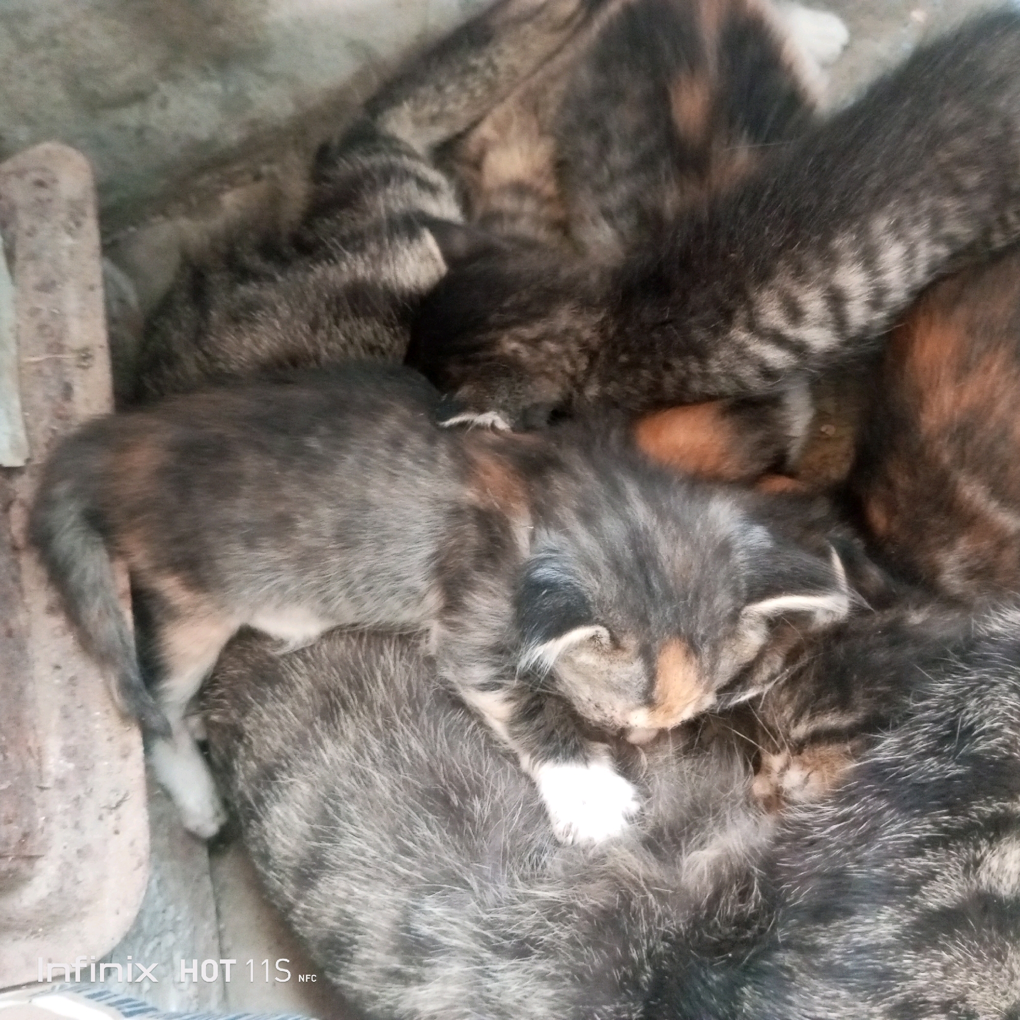 The image shows a close-up, overhead view of a pile of kittens sleeping. The kittens are various shades of gray, brown, and black tabby, with some white markings on their paws and faces. They are curled up together, with their bodies intertwined. The background appears to be a rough, textured surface, possibly concrete or dirt. The lighting is dim, suggesting an indoor or shaded outdoor location. There is a watermark in the lower left corner that reads "Infinix HOT 11S NFC". The image does not contain any discernible elements that would allow for the specific location in Sukaslamet, Indonesia, to be identified.