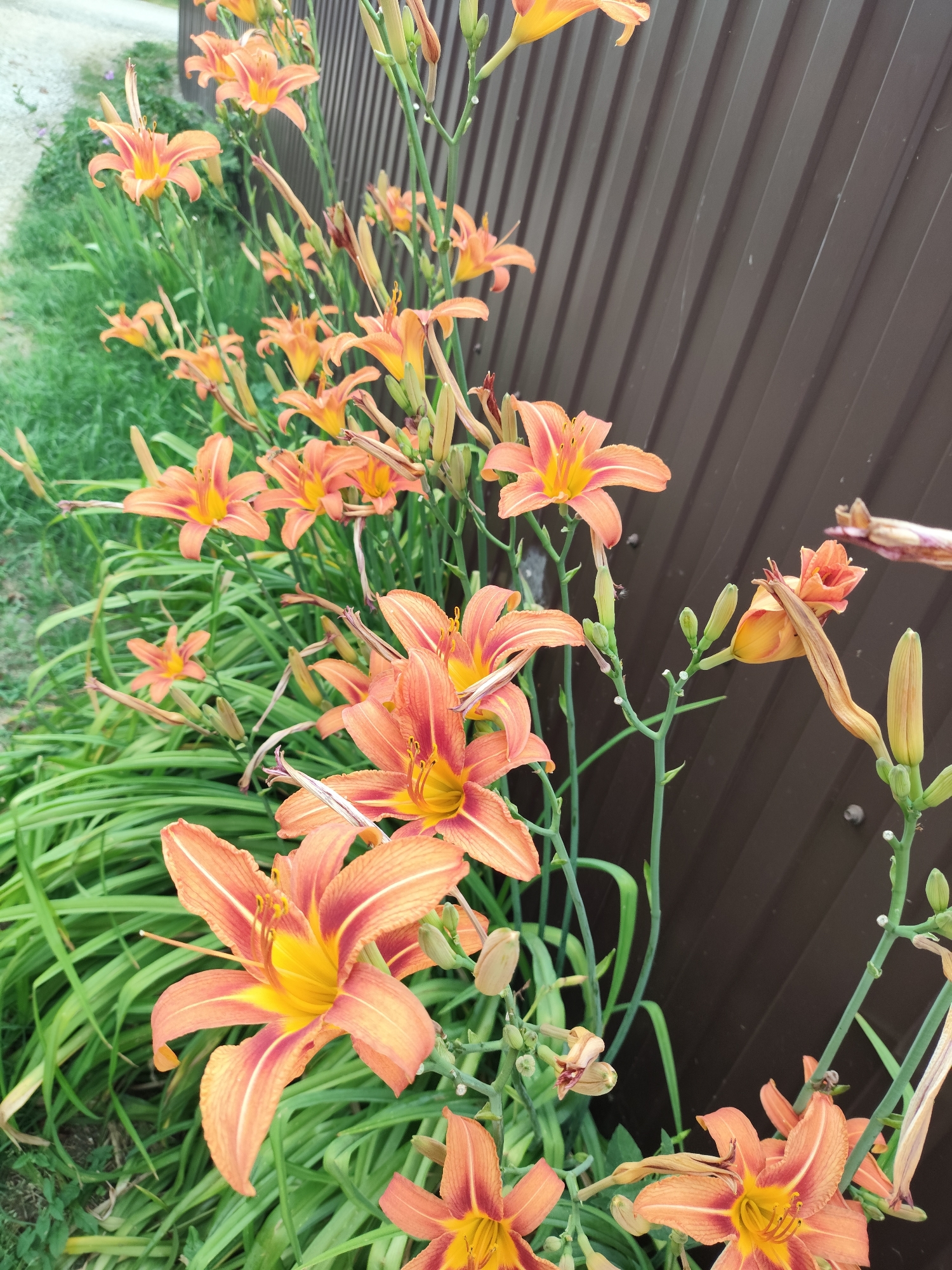 In the city of Znamenskiy, Russia, a row of bright orange daylilies with yellow centers is in full bloom along a brown corrugated metal fence. The flowers, some fully open and others in bud, are supported by tall green stems and surrounded by lush green grass. A gravel path is visible to the left of the flowers, bordering a green grassy area. The scene is captured in daylight, with some of the flowers showing signs of wilting.