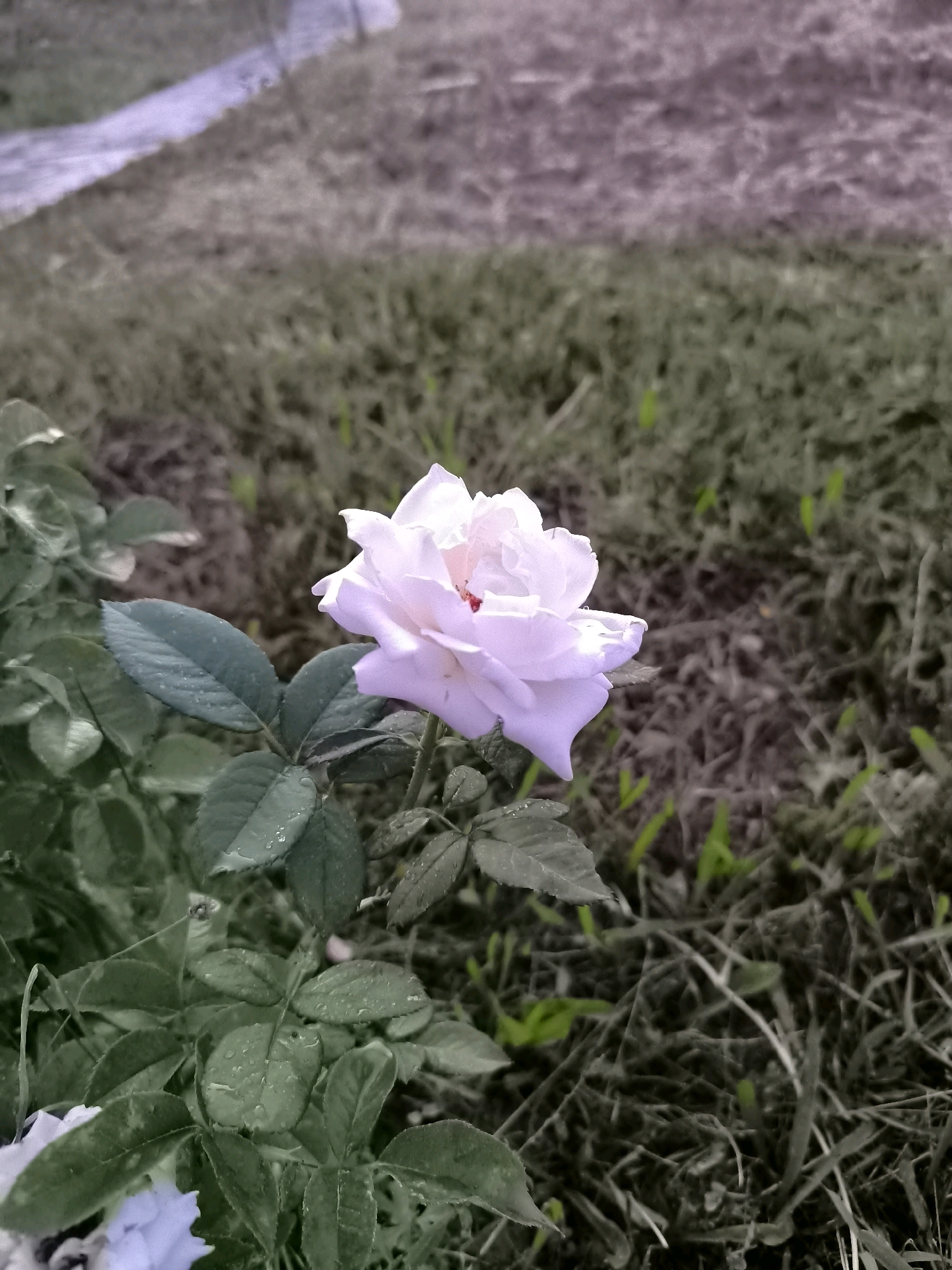 A single, pale pink rose, with dew drops on its petals, is in focus against a blurred background of green grass and a gravel path. The rose is on the left side of the image, with its stem and leaves visible. The background shows dry grass with scattered green shoots, and a purple-toned gravel path or walkway leading diagonally from the top left to the bottom center. The overall impression is one of a garden in Namdanak, Uzbekistan, possibly after a light rain.