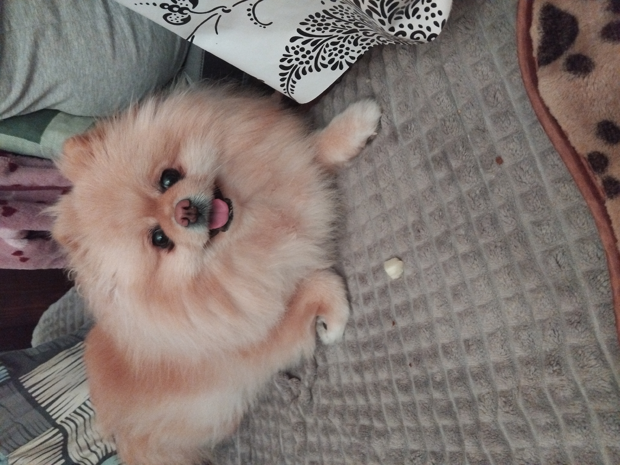 A light-colored Pomeranian dog with its tongue out lies on a textured gray blanket. The dog is positioned on the left side of the frame, facing the camera. Behind the dog, to the left, is a pillow with a striped pattern. To the right of the dog is a person's lap covered by a gray garment, and a black and white patterned fabric. The environment suggests an indoor setting, possibly a home in Apriltsi, Bulgaria. A small, light-colored object, possibly a piece of food, is on the blanket in front of the dog.