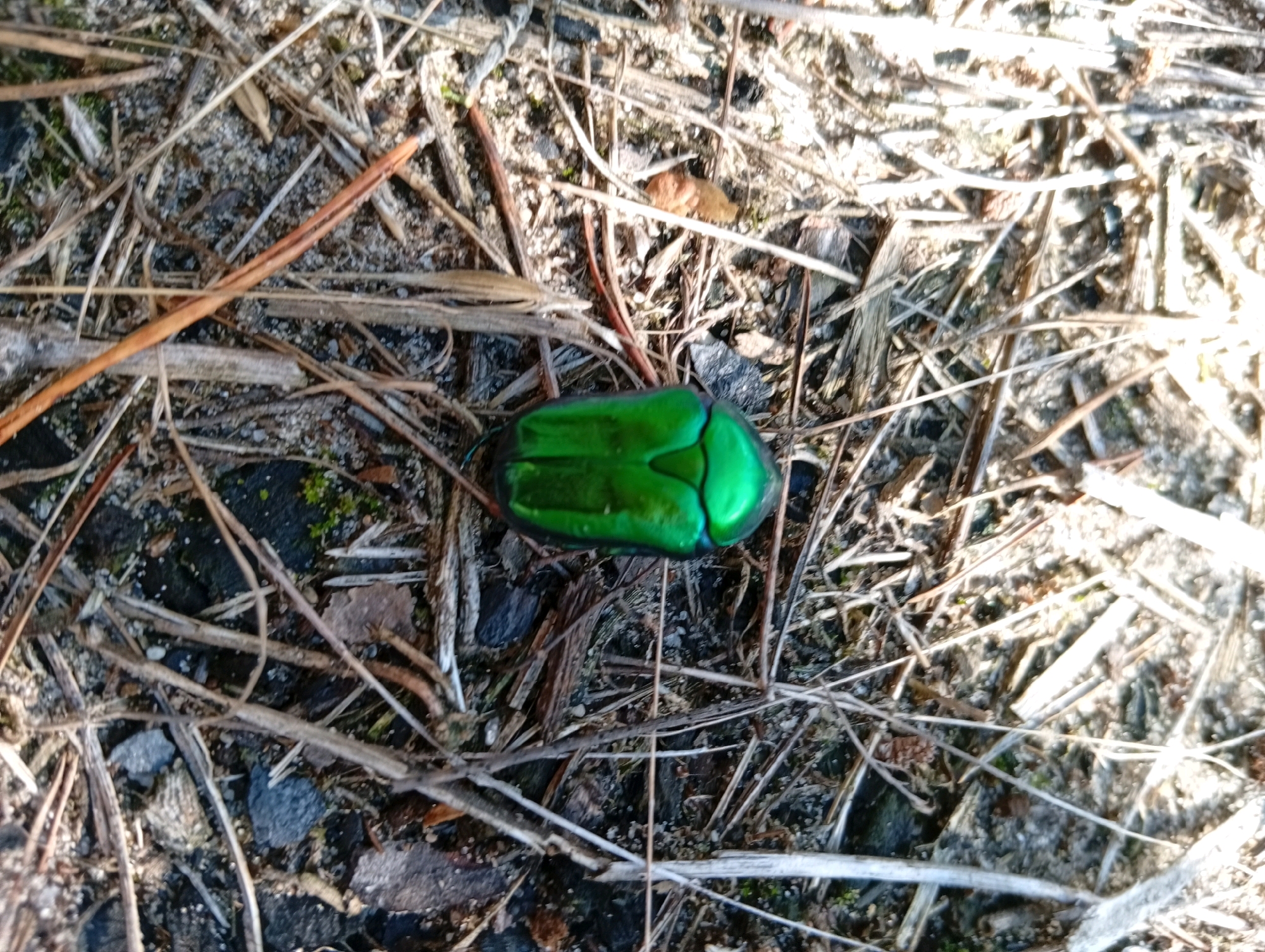 A bright green beetle lies on dry, brown twigs and soil. The beetle's carapace is smooth and iridescent, reflecting the sunlight. The surrounding environment is littered with fallen pine needles and small stones. The lighting suggests it is daytime, with strong sunlight casting shadows. The scene appears to be a natural outdoor setting.