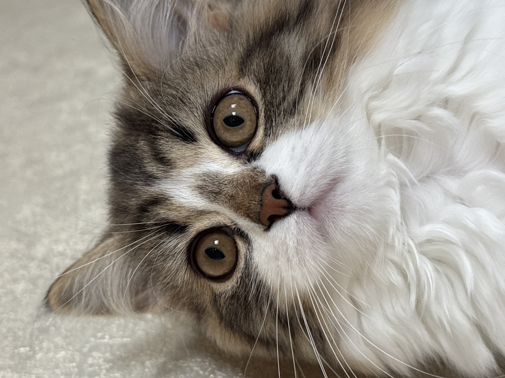 A close-up, tilted shot reveals the face of a cat. The cat's fur is a mix of white, brown, and grey hues. Its eyes are large and brown. The cat's nose is small and pink. Long white whiskers extend from the sides of its face. The background appears to be a soft, off-white surface. The location of Chaikovsky, Russia is not determinable from the image.