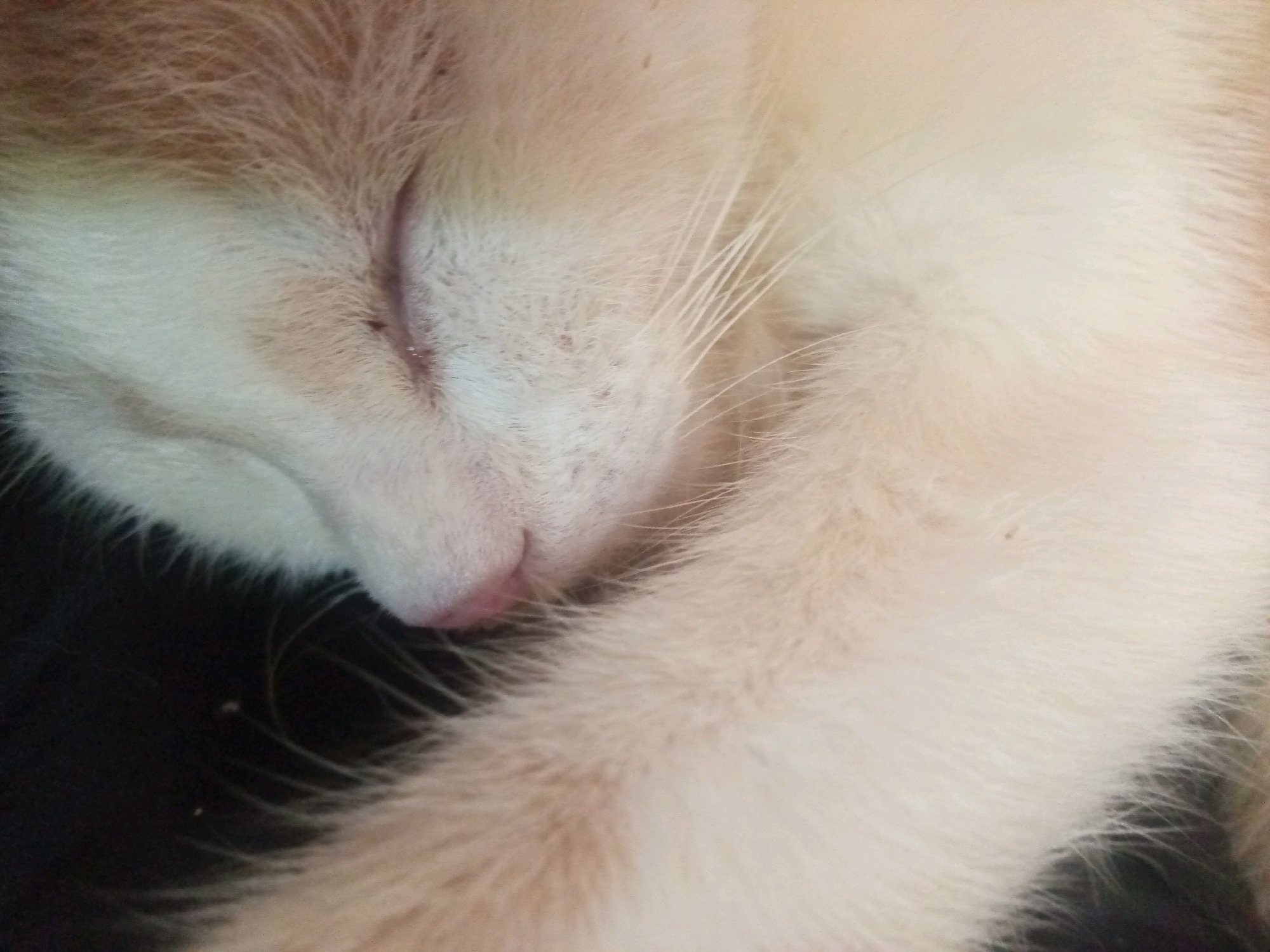 A close-up, slightly blurred, full-frame photograph shows the face of a domestic cat, seen from the side and from above. The cat is light-colored, with patches of orange fur on its forehead and near its nose. Its eyes are closed, and its pink nose is visible. Long, white whiskers extend from its muzzle. The cat's fur is soft and fluffy, with a mix of white and light orange hues. The background is dark and out of focus, with some lighter areas that suggest the cat is resting on a soft surface. The image appears to be taken indoors, with no discernible urban elements or environmental context provided to determine a specific location in a city.