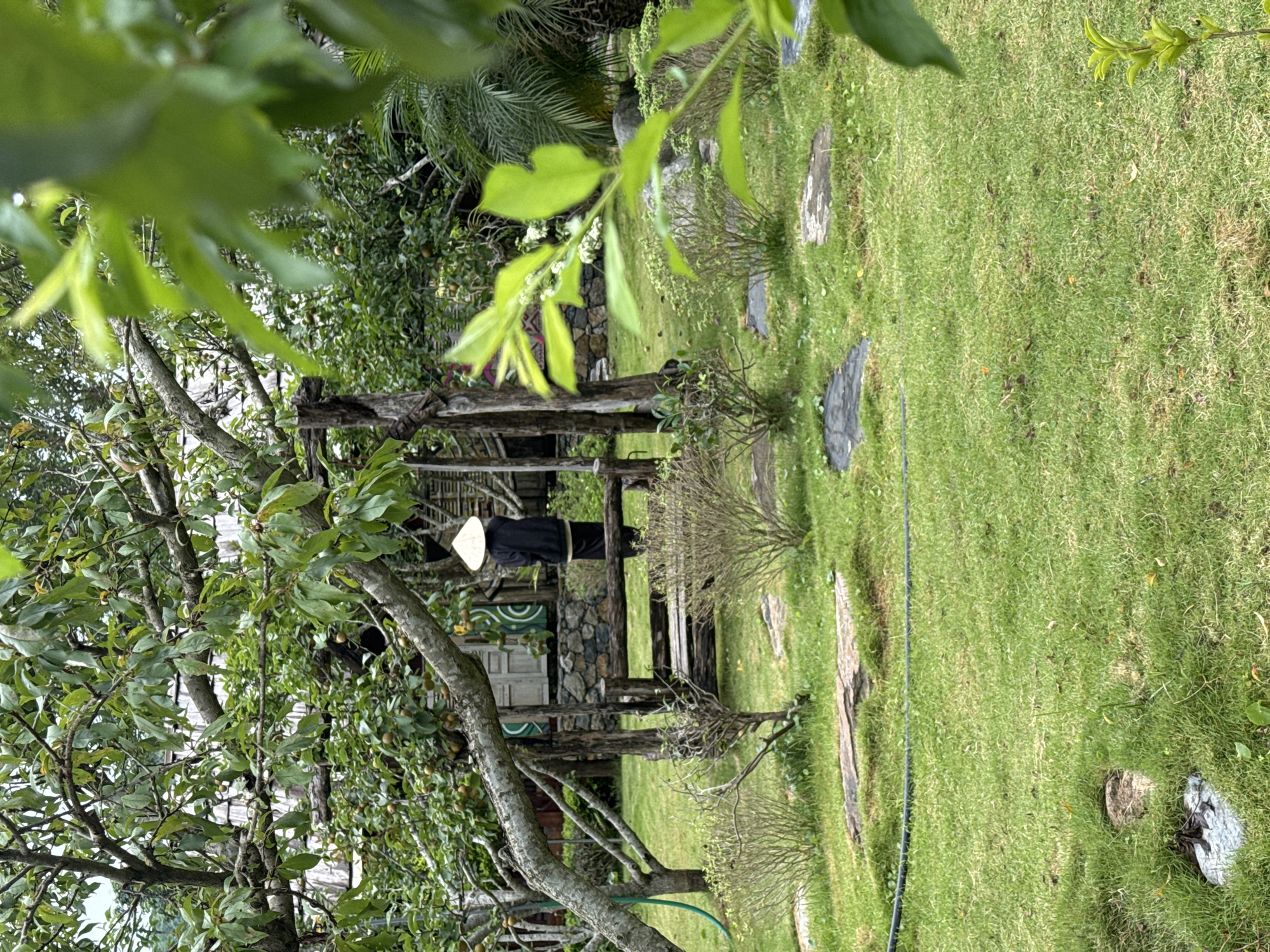 The image depicts a tranquil garden scene, likely in Moc Chau, Vietnam, characterized by lush greenery and natural elements. In the mid-ground, a person wearing a conical hat and traditional dark clothing stands facing away from the camera. They are positioned near a rustic wooden structure that appears to be a swing or a bench, integrated with rough-hewn wooden posts. The structure is set against a backdrop of stone walls and a building with a wooden facade and a shingled roof. The foreground is dominated by a well-maintained lawn with scattered flat stones that serve as stepping paths. Several small, bare-branched shrubs are strategically placed throughout the lawn. Overhanging branches of a tree, laden with small fruits, frame the scene from the upper left. The overall atmosphere is serene and natural, suggestive of a rural or semi-rural setting within Moc Chau.