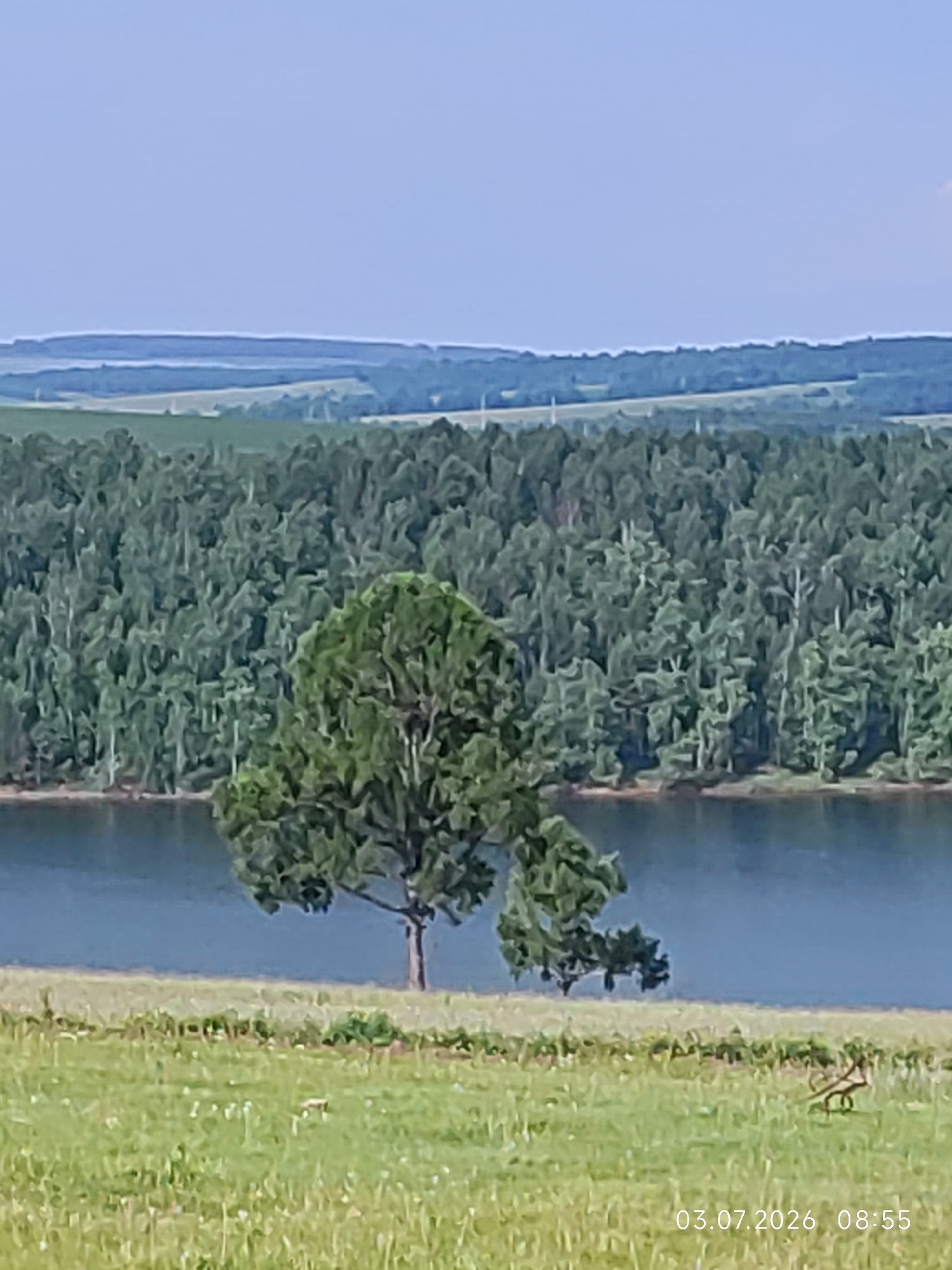 This is a scenic landscape photograph taken in the city of Konovalovo, Russia. The image depicts a tranquil natural setting with a clear blue sky. In the foreground, a lush green meadow is dotted with small white flowers. A lone, mature tree with a full canopy of green leaves stands prominently on the grassy bank of a body of water. The water, a deep blue, reflects the sky. Beyond the water, a dense forest of green trees stretches across the horizon, forming a thick woodland. In the distance, rolling hills are visible, layered in shades of blue and green, suggesting a vast expanse of land. The overall atmosphere is serene and picturesque, characteristic of a rural or natural landscape. The photograph includes a timestamp in the lower right corner: "03.07.2026, 08:55". There are no people or animals clearly visible in the image. The scene captures a quiet moment in nature, highlighting the beauty of the Russian countryside.