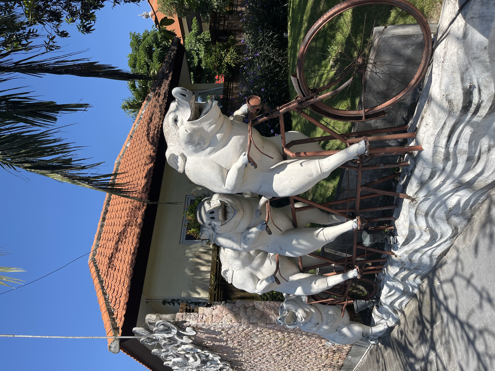This media file showcases a playful sculpture of three white pigs in front of a building with a red-tiled roof. The pigs are depicted in dynamic poses, appearing to be riding a rusty bicycle. The first pig is at the front, its mouth wide open as if in exertion or excitement. The second pig is positioned behind it, and the third pig is further back, all appearing to be a team in a whimsical race. The sculpture is set outdoors, with lush green grass and vegetation visible in the background. A large, old bicycle wheel with spokes is prominently featured, attached to the rusty frame that supports the pig figures. The scene suggests a sunny day, with clear blue skies and distinct shadows cast by the sculptures and surrounding foliage, indicating it's likely midday. The architectural style of the building, with its tiled roof and stone wall elements, hints at a tropical or Southeast Asian location, consistent with the provided location context of Sukawati, Indonesia. The overall mood conveyed is one of fun, creativity, and perhaps a touch of eccentricity, with the animal sculptures adding a unique artistic element to the setting. No visible text is present in the image.