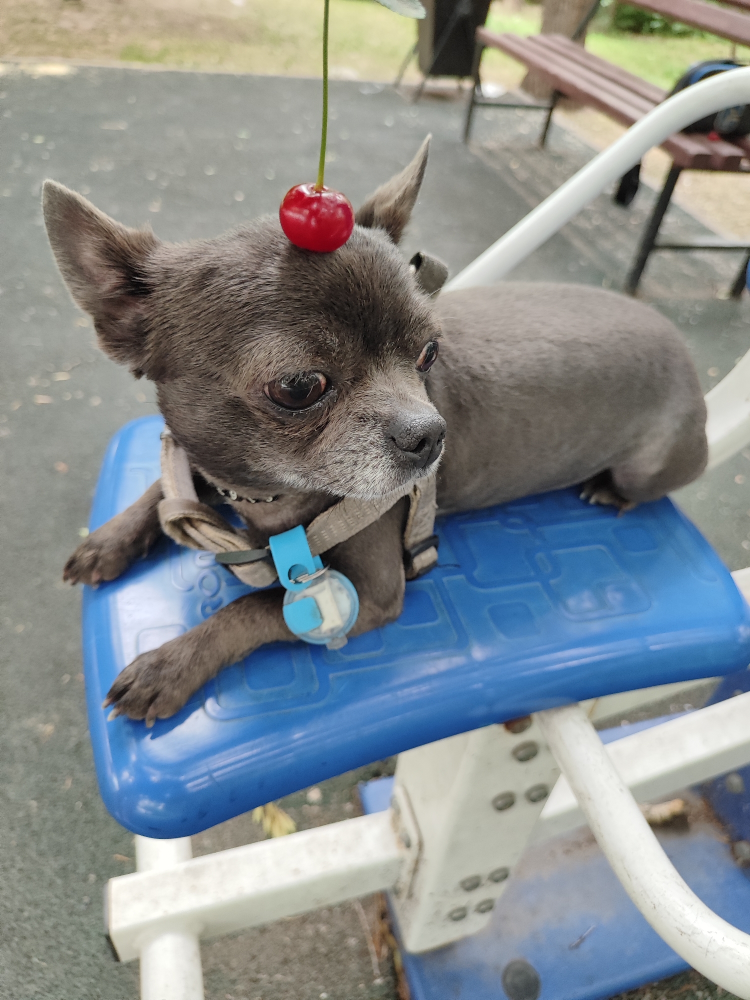 A small, grey Chihuahua dog with large ears is sitting on a blue plastic seat. A single red cherry with a long green stem is balanced on the dog's head. The dog is wearing a beige harness with a blue tag attached to it. The dog is facing to the right and appears to be looking off into the distance. The background is blurred but appears to be an outdoor setting with trees and park benches. The image seems to have been taken in Almaty, Kazakhstan.