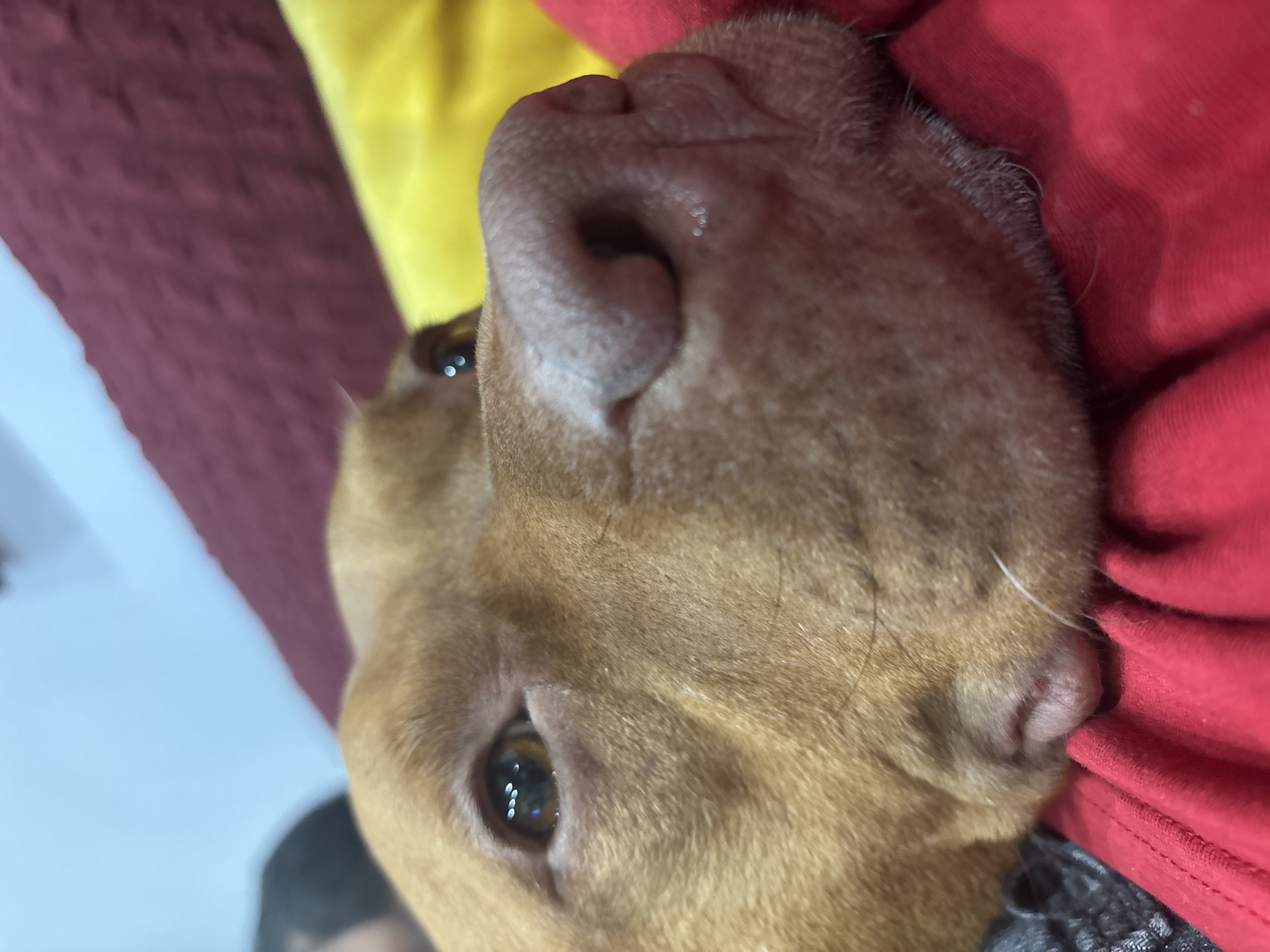 A close-up, upside-down view of a brown dog's face, likely a pitbull or similar breed, reveals the texture and details of its snout and eyes. The dog is resting against what appears to be red and yellow fabric. There is no indication in the image that the photo was taken in Sofia, Bulgaria.