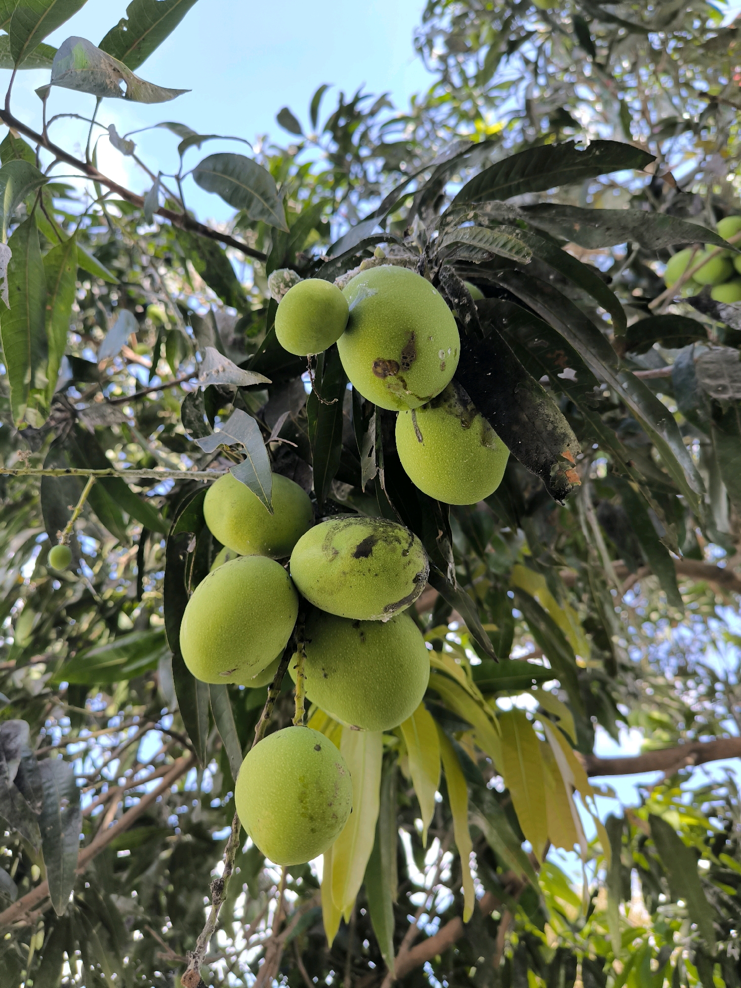 This is a close-up, upward-angle shot of a cluster of unripe green mangoes hanging from a branch of a mango tree. The mangoes are round to oval in shape and some have water droplets on their surfaces. The leaves of the tree are a dark green, and some appear to be damaged or have spots. The background is a hazy blue sky with scattered sunlight filtering through the leaves and branches. The overall impression is one of fruit growing in a natural, outdoor environment. The image is sharp in the foreground, with the background becoming progressively blurred.