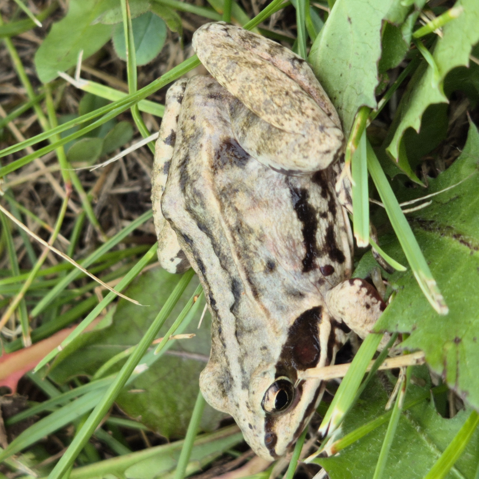 A close-up, eye-level shot shows a frog in a grassy environment. The frog, with light brown and grey skin, has dark stripes along its back and a dark band across its eye. Its left eye is visible, appearing dark and shiny. The frog is resting amongst blades of green grass and broad, green leaves, some of which have serrated edges. The background consists of dry grass and soil. The lighting suggests it is daytime. The image was captured in Novo-Slobodskoe, Russia.