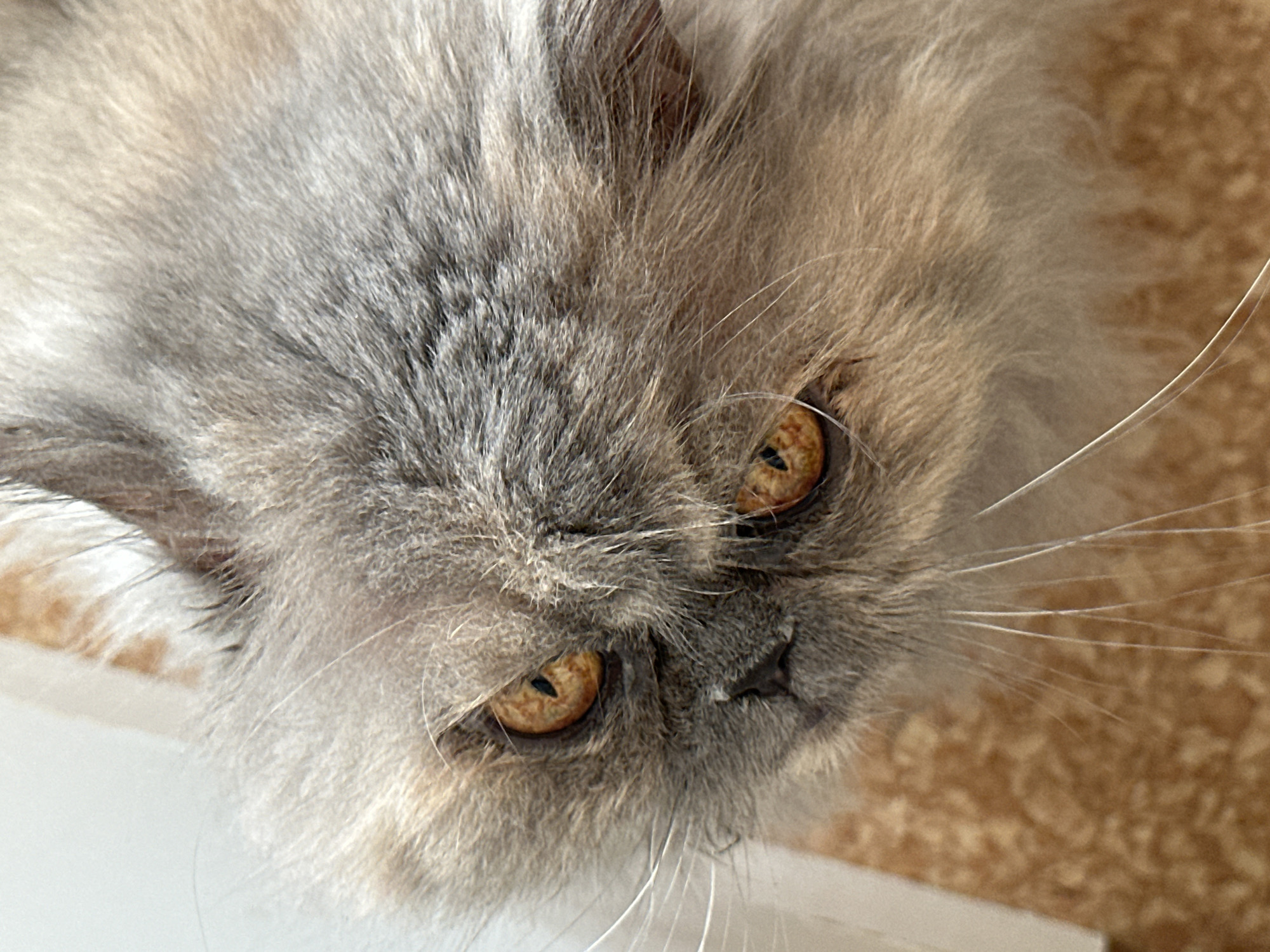 A close-up, upside-down view of a fluffy, long-haired cat. The cat has grey and tan fur, prominent amber-colored eyes with dark pupils, a small nose, and long white whiskers. The background is a blurred beige color with some white visible along the bottom. There is no information or element in this image that indicates it was taken in the city of Chaikovsky, Russia.