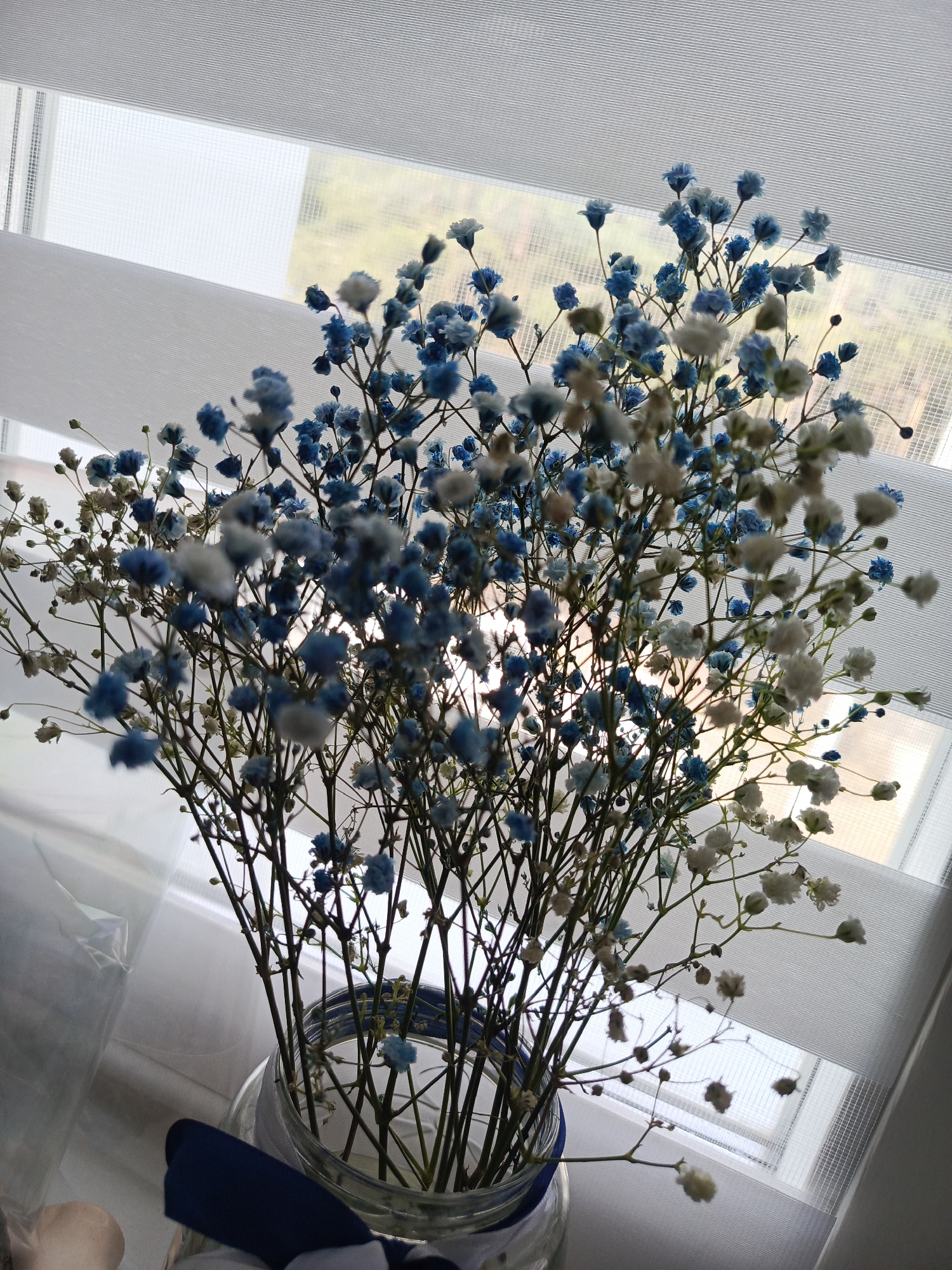 A vibrant bouquet of delicate flowers, primarily baby's breath (Gypsophila), is the central subject of the image. The small, clustered blossoms are a mix of bright blue and natural white, filling the upper and central parts of the frame. The slender stems create a dense, intricate network.
The flowers are held in a clear glass jar or vase, which has a dark blue ribbon or bow tied around its base. A portion of what appears to be a hand or arm is visible in the bottom left corner, near the base of the jar.
The setting is indoors, with the bouquet positioned in front of a window. The window is covered by horizontal blinds or shades, which diffuse the incoming natural light. Through the semi-transparent material of the blinds, a soft, indistinct view of the outdoors, possibly showing green foliage, can be glimpsed.
The image is lit by natural daylight coming from the window, creating a backlit effect that highlights the outlines of the flowers and stems. The time of day is clearly daytime. The scene conveys a calm and fresh aesthetic, typical of home decor. There is no visible text in the image.