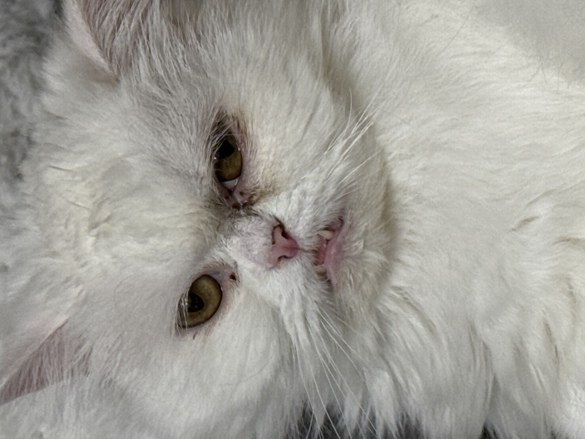 A close-up image shows the face of a white, long-haired cat with amber eyes. The cat's head is tilted. A pink nose and a few visible teeth are present. The background is blurry and indistinct. The location in the city of Burgas, Bulgaria is not determinable from the image.
