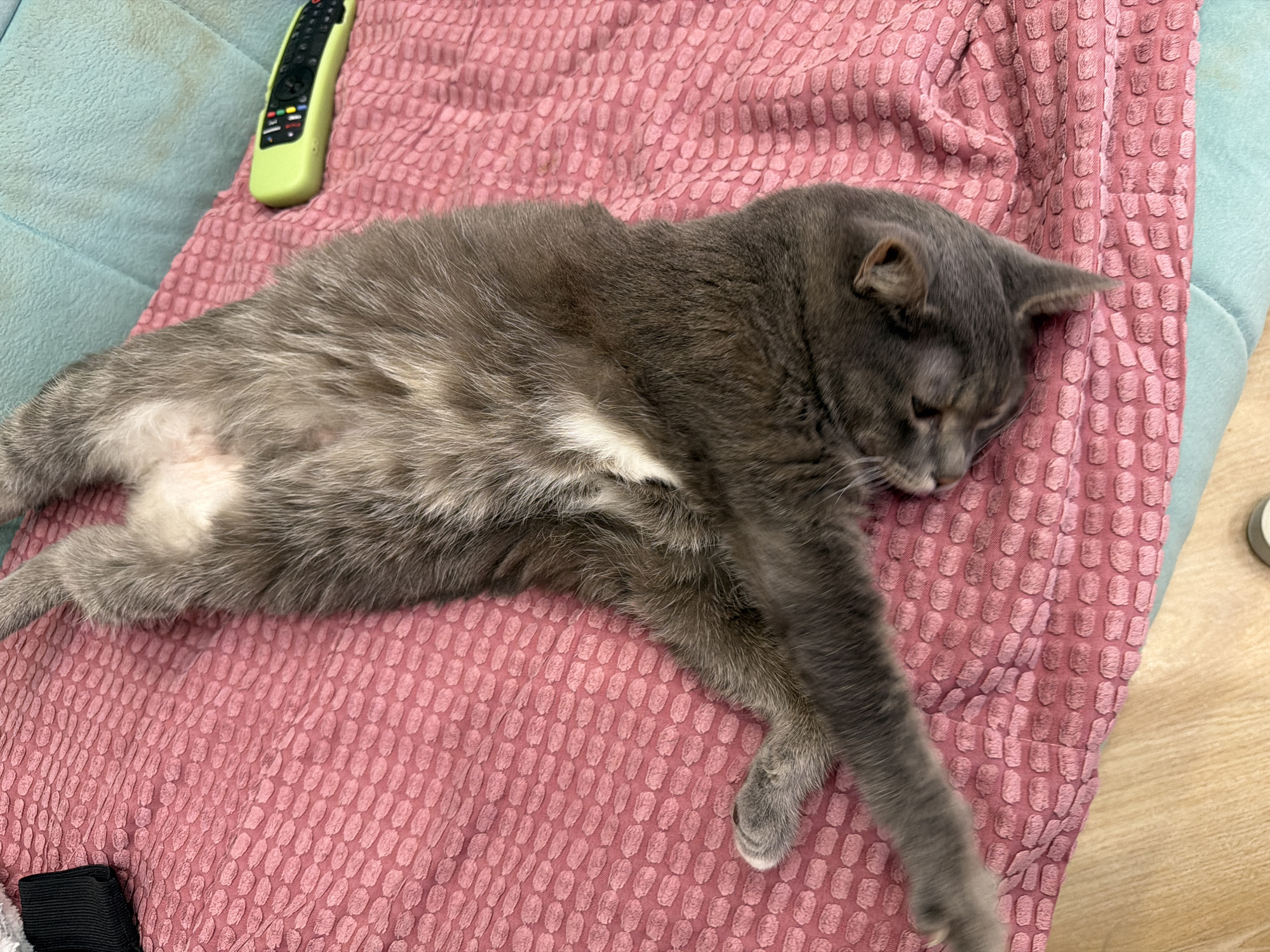 A gray cat is sleeping on a pink textured blanket. The cat is lying on its side with its legs stretched out. Its fur is a mix of gray and white. There is a light green remote control with black buttons on the blue part of the sofa, next to the blanket. The background shows a wooden floor. The scene appears to be indoors, possibly in a living room. The cat looks relaxed and comfortable. There is no visible text in the image. The lighting suggests it could be daytime.
