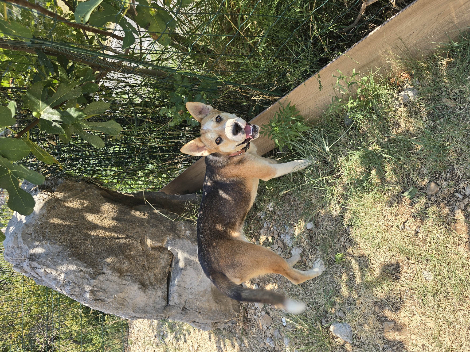 A medium-sized dog with tan, brown, and black fur stands on a patch of dry grass and small rocks. The dog's head is turned to the left, and its mouth is open, with its tongue visible. It wears a dark collar. Behind the dog, a large, light-colored rock formation is visible, partially covered by shadows. To the right of the dog, a wooden plank runs diagonally across the frame, and beyond that, a dense patch of green foliage and a green mesh fence can be seen. The overall environment appears to be an outdoor area, possibly a park or backyard, with dappled sunlight filtering through the leaves of a tree. The location is identified as Podgorica, Montenegro.