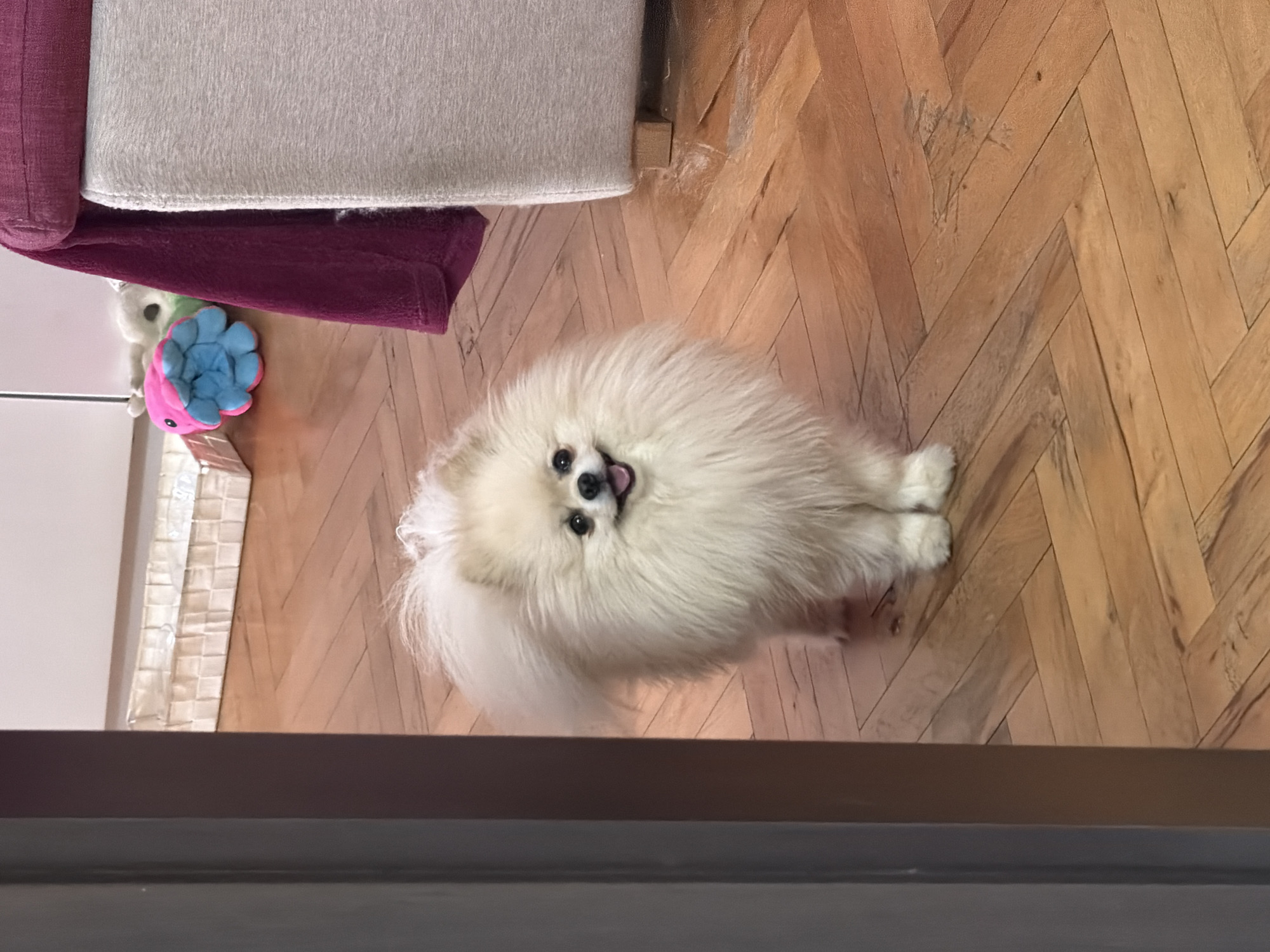 A fluffy, white Pomeranian dog stands on a herringbone wood floor. The dog has black eyes and a small, open mouth. To the left, there's a portion of a couch covered with a light-colored fabric and a purple throw blanket. Next to the couch are some stuffed toys. The location is likely indoors in a residence in Varna, Bulgaria. A partial dark-colored border of a doorway or a piece of furniture is at the bottom of the frame.