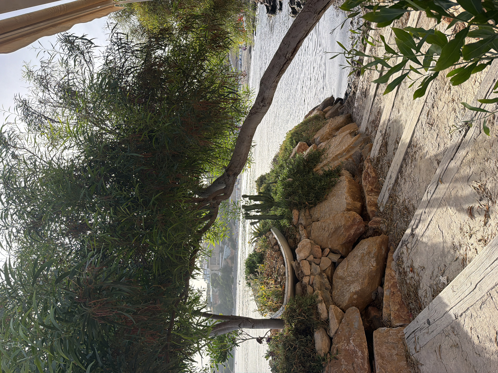 In the city of Unknown, Unknown, a tranquil scene unfolds by the water's edge. A large, arching tree with fine, drooping foliage dominates the foreground, its branches extending over a rocky embankment adorned with plants and cacti. Below the tree, weathered wooden planks form a pathway leading towards the shimmering water. The water's surface reflects the soft, diffused light of the sky, creating a gentle ripple effect. In the background, a distant shoreline is dotted with buildings and hints of human activity, with figures visible on a beach. The overall impression is one of natural beauty and serene seclusion.