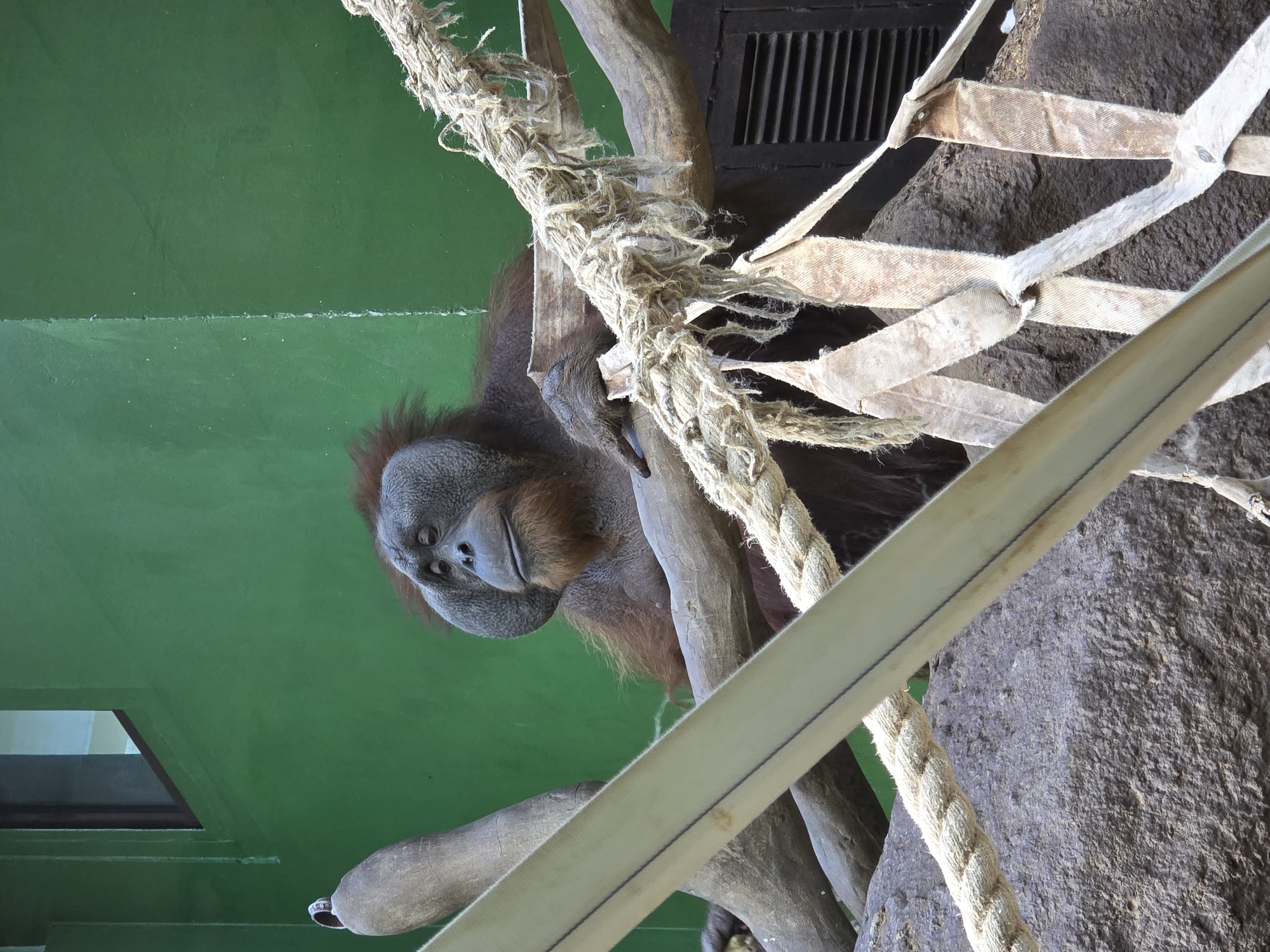 An orangutan perches on a tree branch, with ropes and netting in the foreground. The setting appears to be an enclosure, with a green wall in the background. The orangutan is gazing downward. The exact location within Uspenskii, Russia, is not discernible from the image alone.