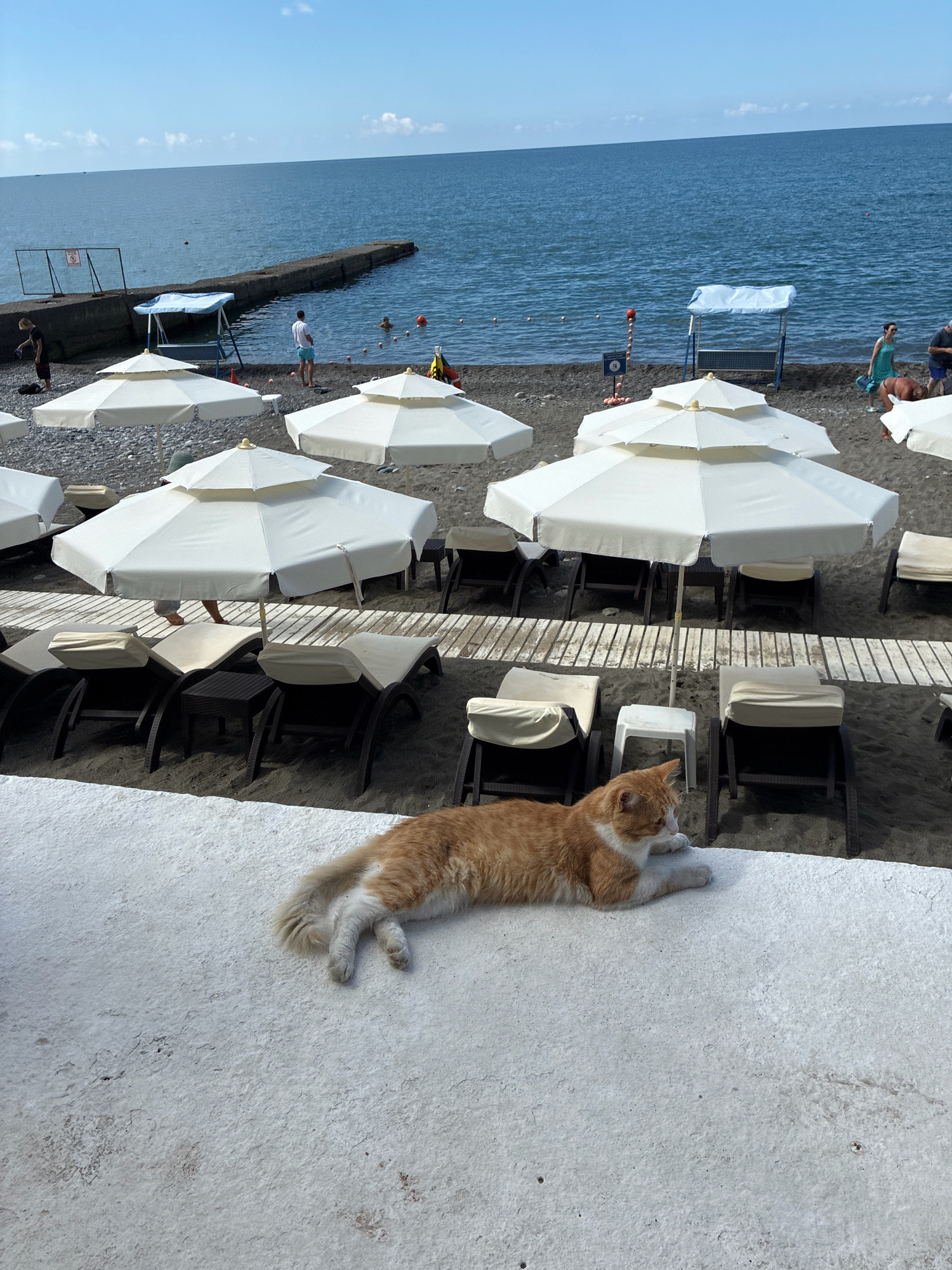 An orange and white cat is lying on a white concrete ledge overlooking a beach on a sunny day. The beach is lined with empty lounge chairs and white umbrellas. In the background, the dark blue sea meets a clear sky. There are a few people visible on the beach and in the water, and a concrete pier extends into the sea. The scene appears to be a resort area in Sochi, Russia.