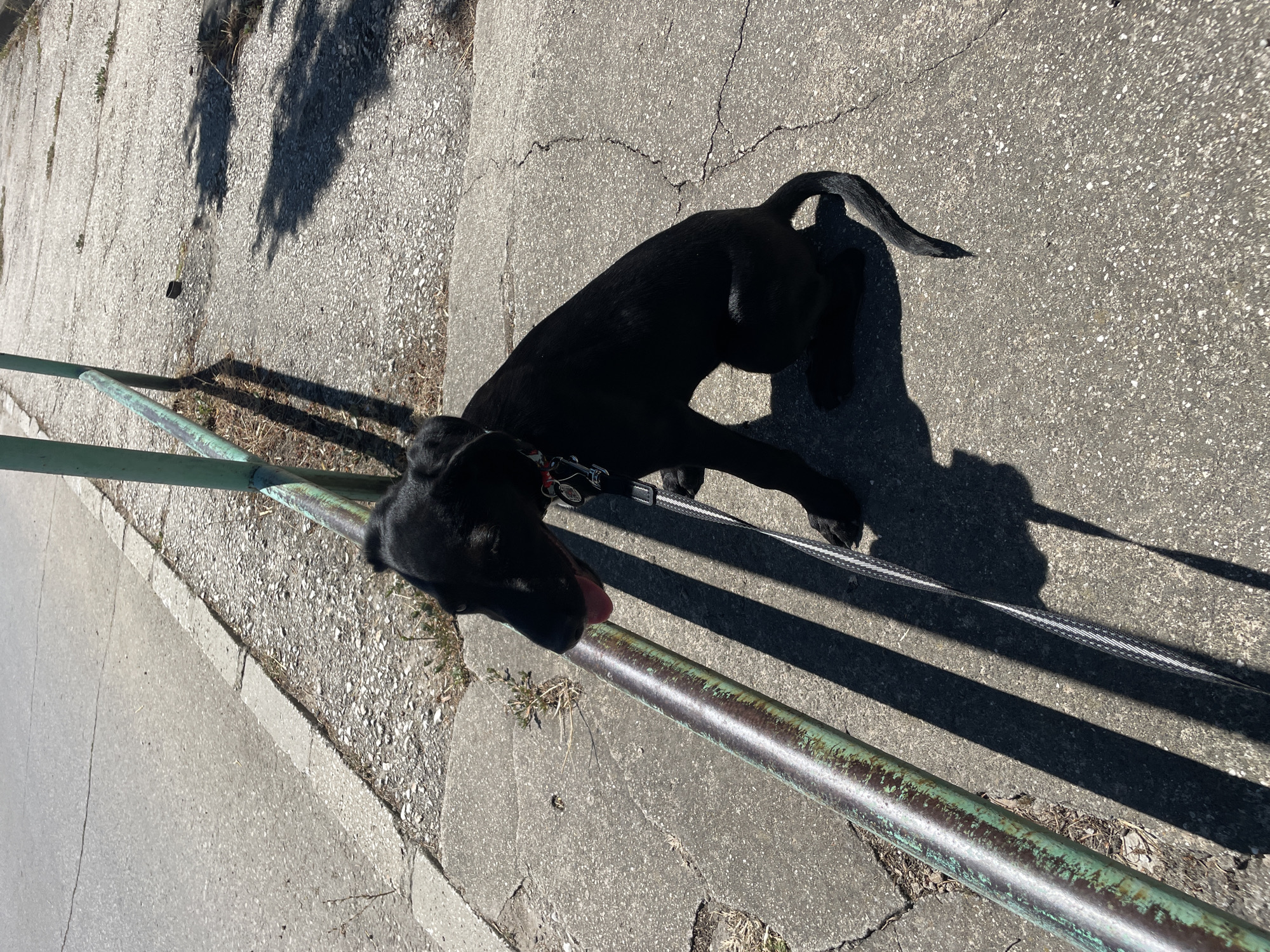 A young black dog with a red collar sits on a cracked concrete sidewalk next to a green metal railing, which casts a shadow across the pavement. The dog is looking to the left with its tongue slightly out. A black and white leash is attached to its collar and stretches out of frame. In the background, asphalt pavement is visible, separated from the sidewalk by a curb. The scene appears to be outdoors, possibly in a public area, given the railing and sidewalk. The location is identified as Vetren, Bulgaria.