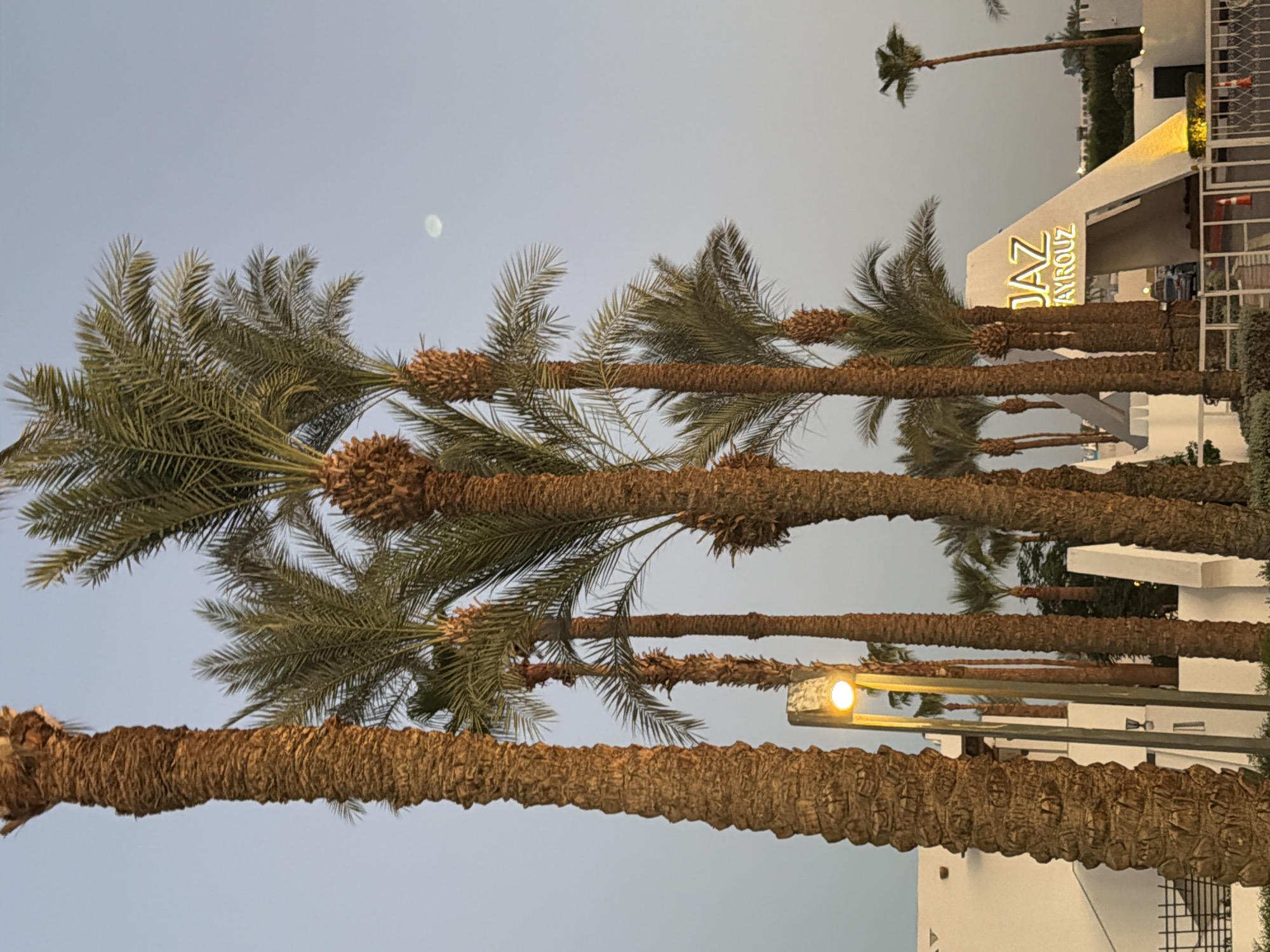The image shows an outdoor scene in Sharm El Sheikh, Egypt, during dusk. A cluster of tall palm trees dominates the foreground, their rough, textured trunks and feathery fronds silhouetted against a pale blue sky. In the middle ground, a modern building entrance is visible, featuring a prominent, illuminated sign that reads "JAZ FAIRKOUZ." The architecture is white and angular, with a triangular canopy over the entrance. A single street lamp with a bright, warm light stands to the left of the palm trees. The overall impression is one of a resort or hotel entrance in a tropical or subtropical setting, as indicated by the palm trees and the warm lighting. The moon is faintly visible in the upper right portion of the sky.