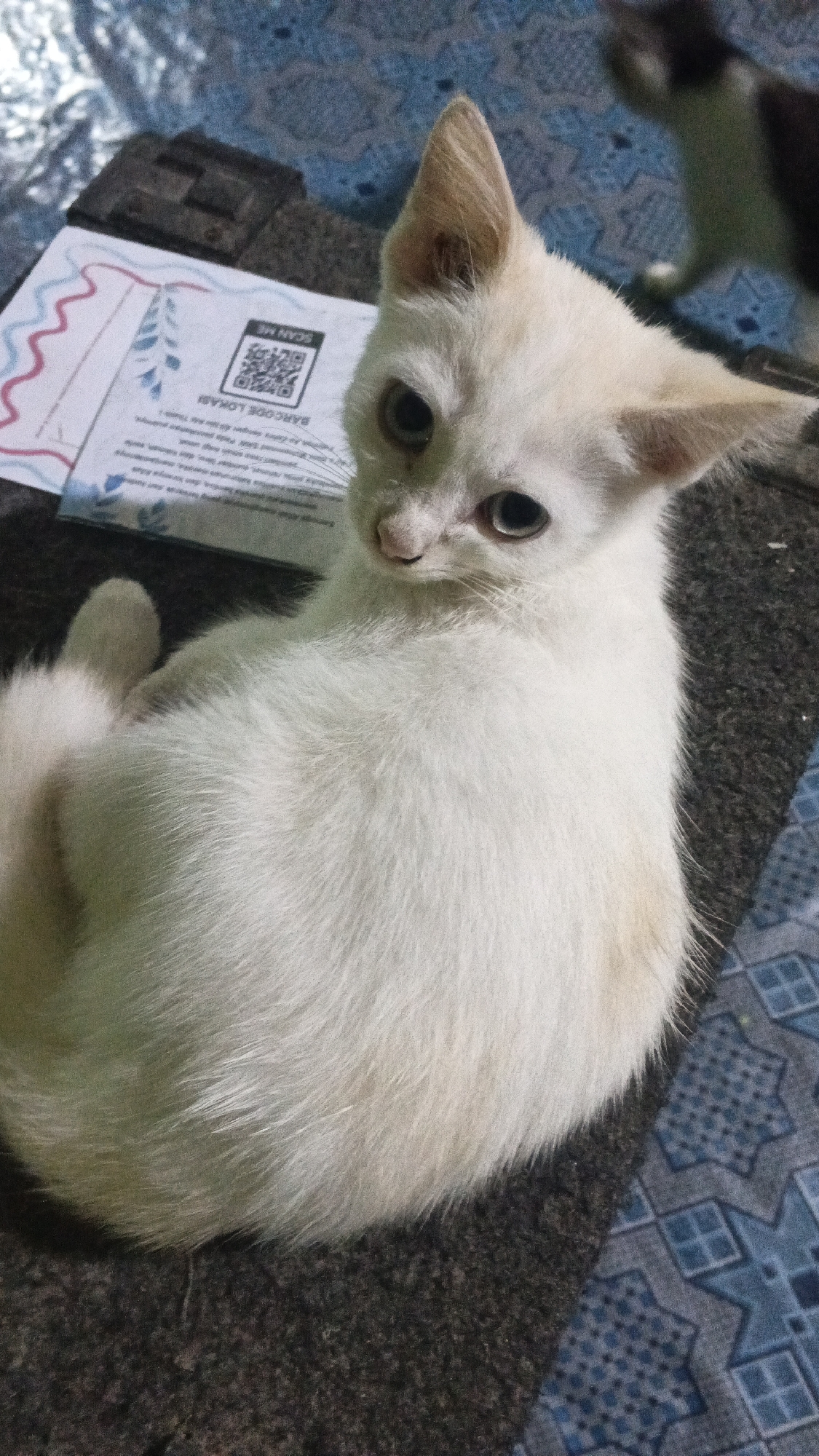 An ivory-colored kitten with large, light blue eyes is lying on its side, looking towards the camera. The kitten's fur is fluffy and appears to have some light orange-tan markings on its flank. Its ears are pointed upwards, and its tail is curled around its body.
In the background, there is a piece of paper with a barcode and text that reads "SCAN ME" and "BARCODE LOKASI". The paper is partially obscured by the kitten. The kitten and the paper are on a dark, textured surface, possibly a rug or carpet. Behind that, a blue and white patterned fabric is visible. The lighting suggests an indoor environment.
The image was taken in Soko, Indonesia.