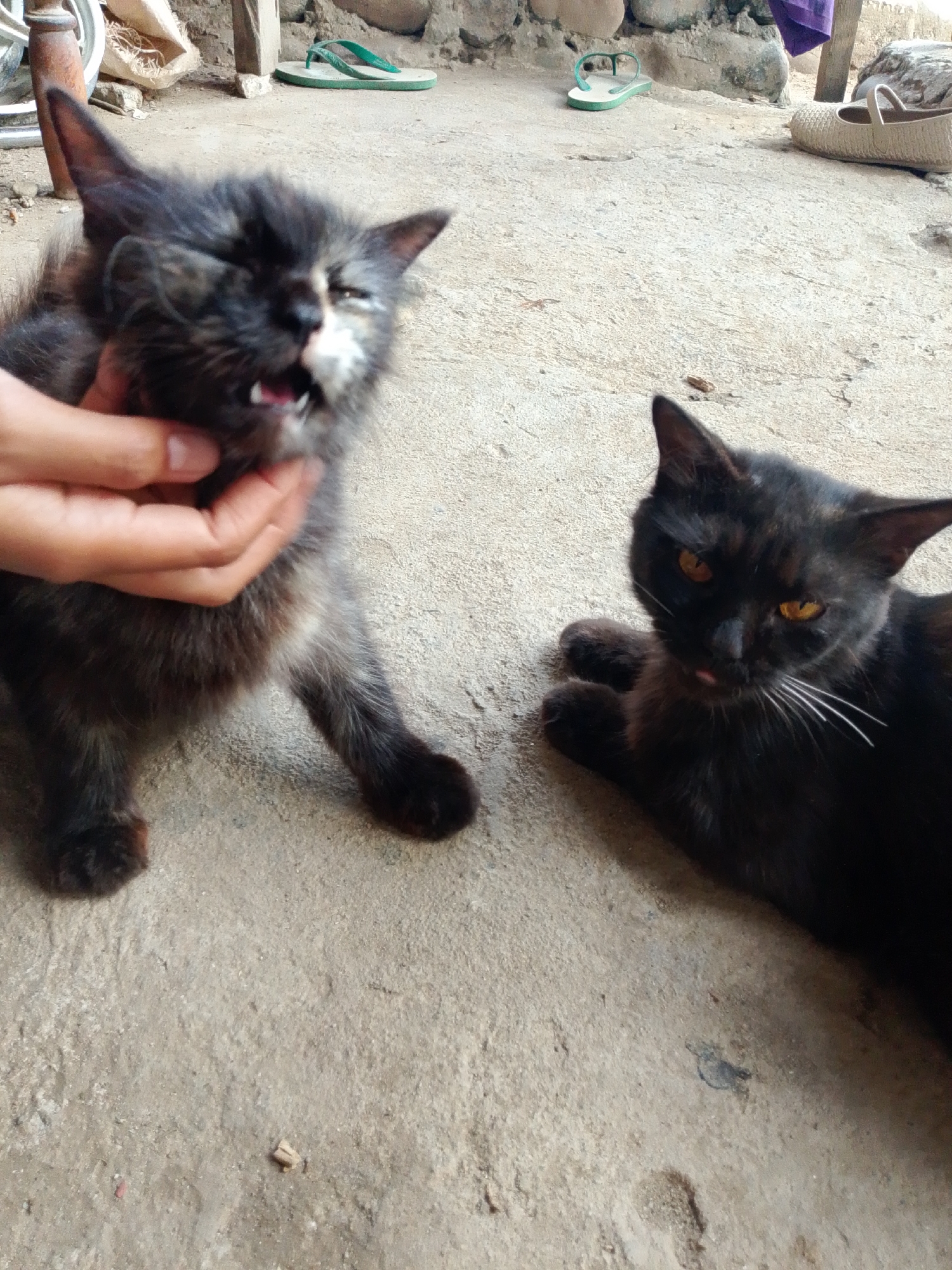 This image shows two black cats on a concrete surface. The cat on the left is being held by a person's hand, and it appears to be meowing or vocalizing. Its eyes are partially closed, and its mouth is open, revealing teeth. The cat on the right is lying down and looking towards the viewer. Its eyes are amber, and its tongue is slightly extended. In the background, there are some rocks, a pair of green flip-flops, and a beige shoe. The overall environment suggests an outdoor setting, possibly a rural or less developed area. The image does not contain any specific visual cues that would allow for precise localization to Se'pon, Indonesia.