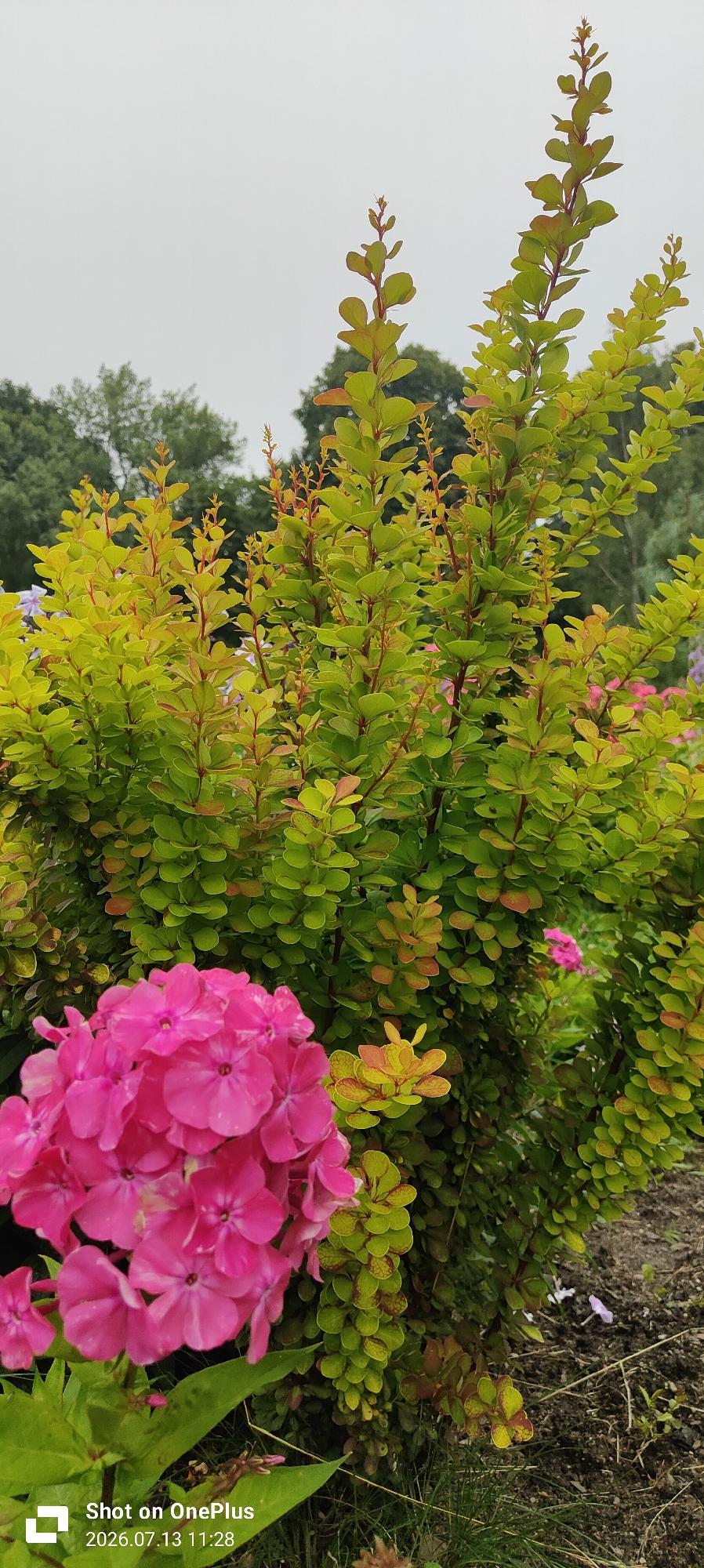 This is a vertical, close-up, outdoor photograph of a garden scene. In the foreground, to the left, is a cluster of bright pink flowers, appearing to be phlox, with large, overlapping petals. Behind and to the right of the flowers is a dense shrub with numerous small, oval-shaped leaves. The leaves are a vibrant lime green, with some showing reddish-brown tips or markings. The shrub has thin, reddish-brown stems. In the background, the foliage of trees can be seen against an overcast, pale gray sky. The ground is a mix of dark soil and sparse green grass. The lighting is soft and diffused, suggesting an overcast day. The photograph includes a timestamp in the lower left corner: "Shot on OnePlus 2026.07.13 11:28". The scene is consistent with a garden in a temperate climate. No people are present. The image does not provide any specific visual cues to pinpoint a location within the city of Kaliningrad, Russia.