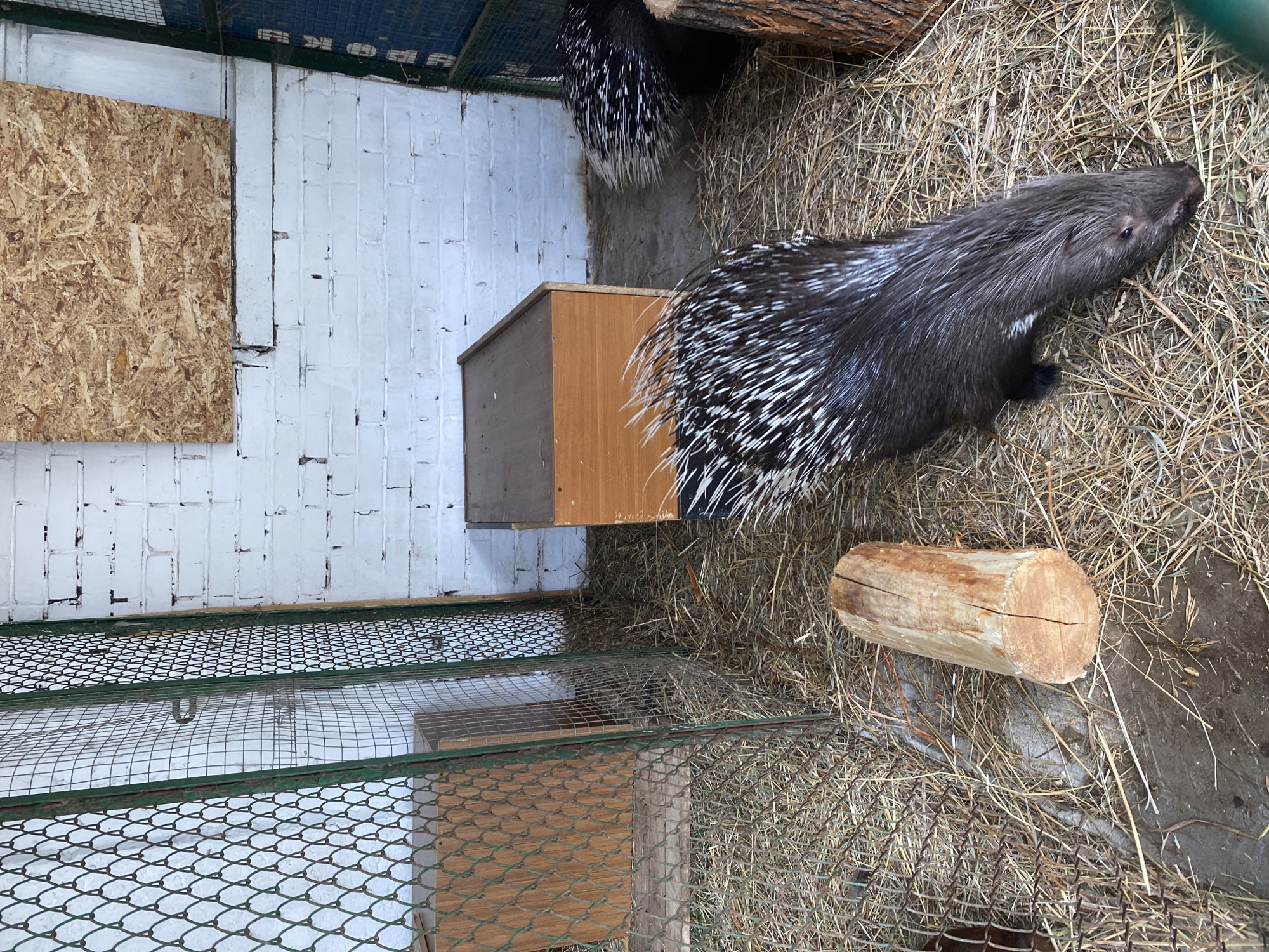 The image depicts an enclosure, likely at a zoological facility in Chaikovsky, Russia, housing at least two porcupines. One porcupine is clearly visible lying on a bed of hay. Nearby is a cut log. The enclosure features a painted brick wall with a plywood sheet attached to it, a wooden box, and a wire mesh cage. The scene is indoors.