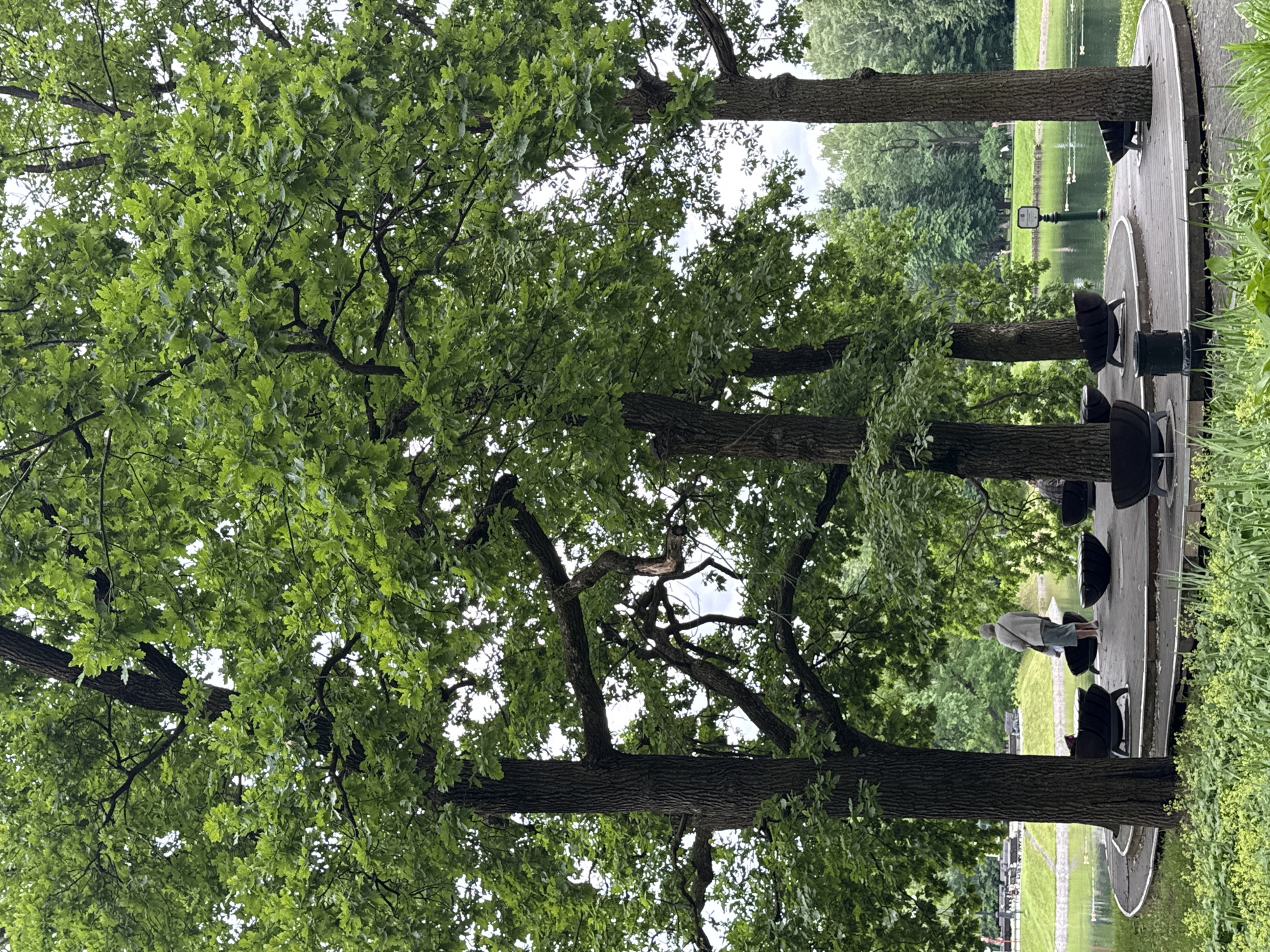 This media file depicts an outdoor scene with lush green trees in the foreground and a body of water in the background. The perspective is from under the canopy of a large oak tree, with its branches and leaves filling much of the frame.
In the middle ground, a paved walkway runs along the edge of the water. Several dark-colored chairs are placed along this walkway, some of which are occupied. One person, dressed in a light-colored jacket and shorts, is standing near the chairs, appearing to look out at the water. The water appears calm, reflecting the overcast sky and surrounding greenery. Beyond the water, there is a manicured lawn and more trees, suggesting a park or landscaped area. The overall impression is one of a serene and natural setting.
The time of day appears to be daytime, under overcast skies, as there are no strong shadows and the light is diffused. The weather seems mild and possibly damp, given the vibrant green foliage. The location context suggests Moscow, Russia, which would align with the type of deciduous trees and park landscape visible. No text is visible in the media file.